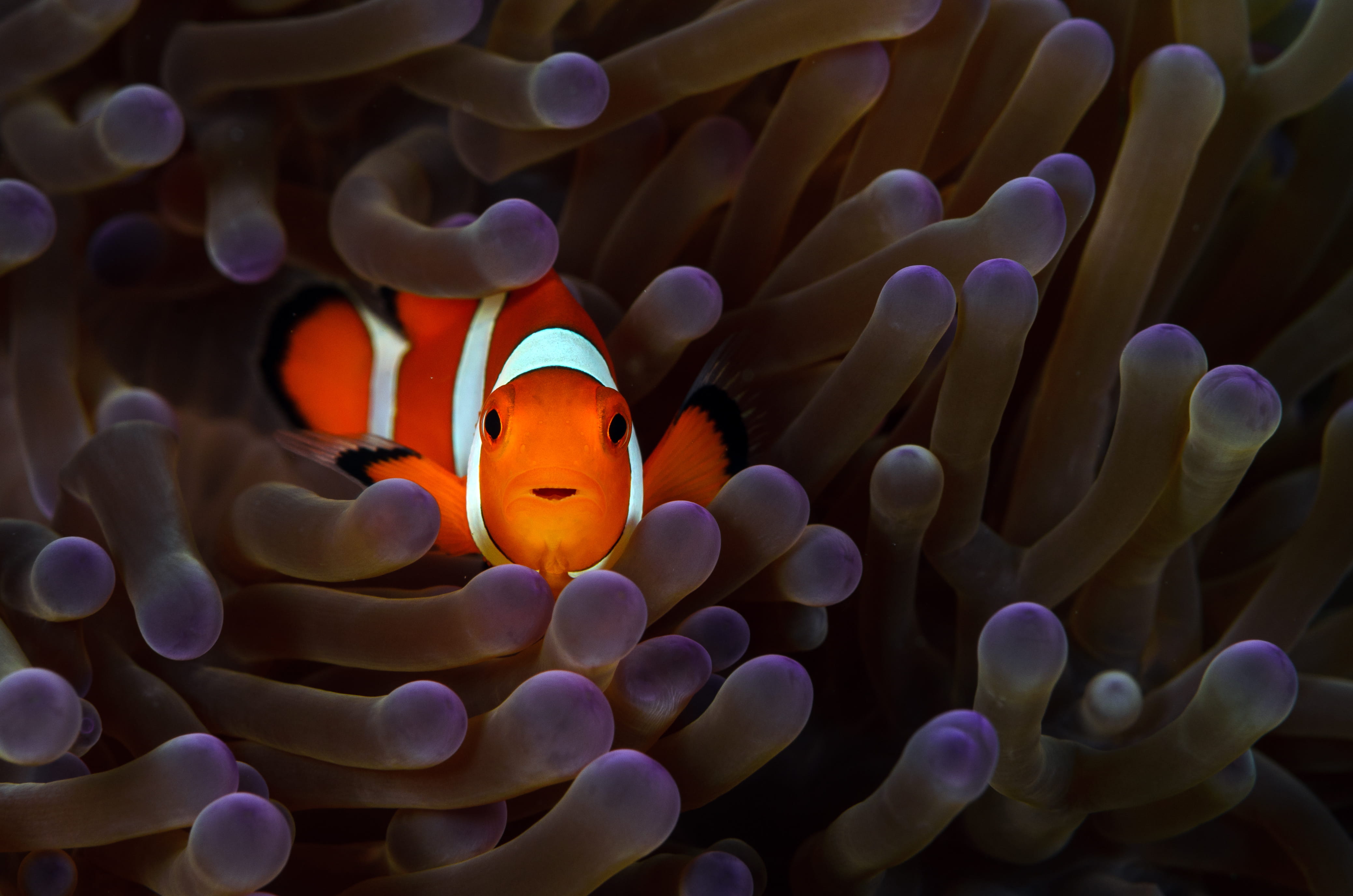 Vida a bordo en Banda Sea - viaje de   en  Indonesia