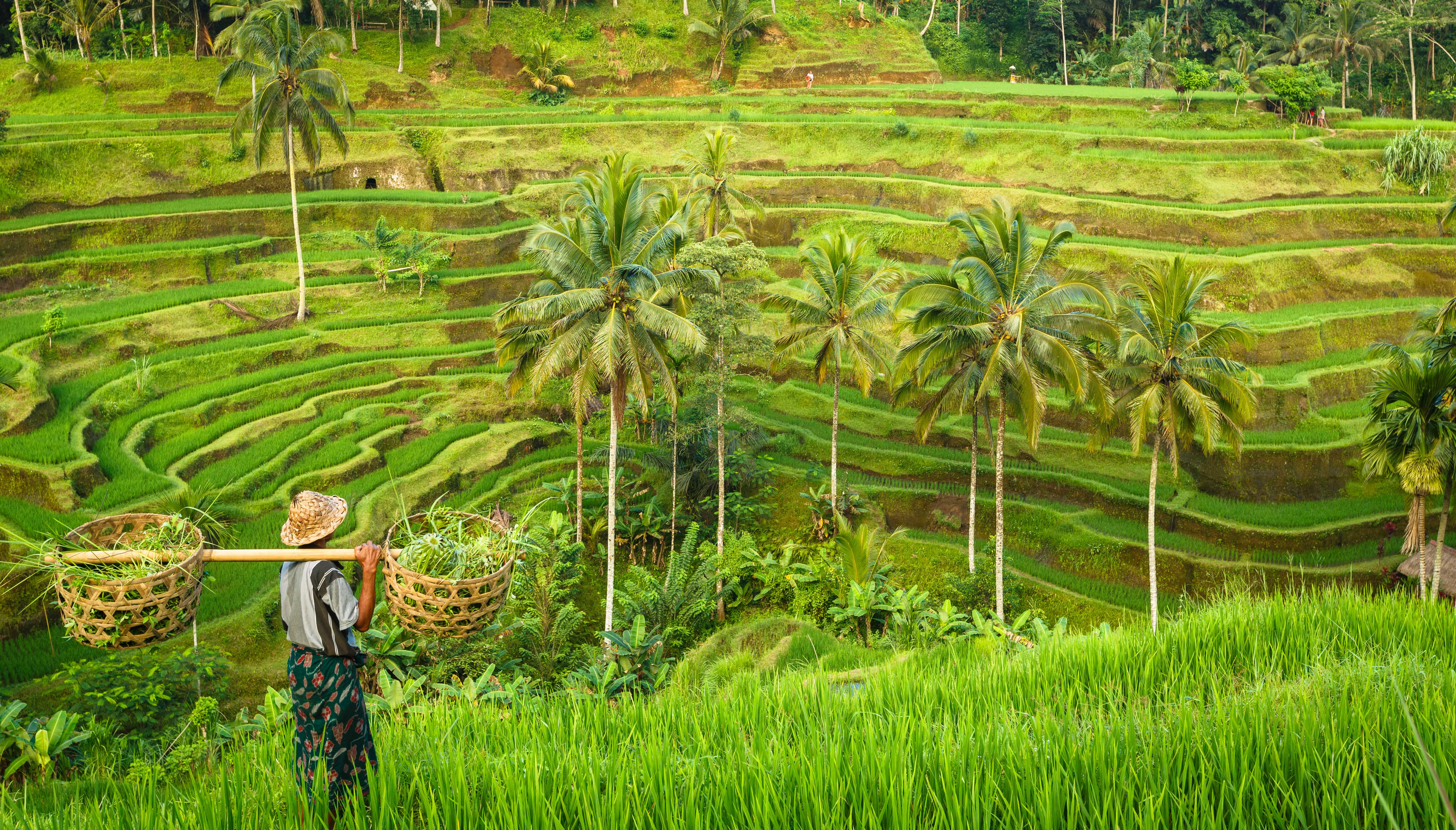 Indonesia al completo - viaje de   en  Indonesia