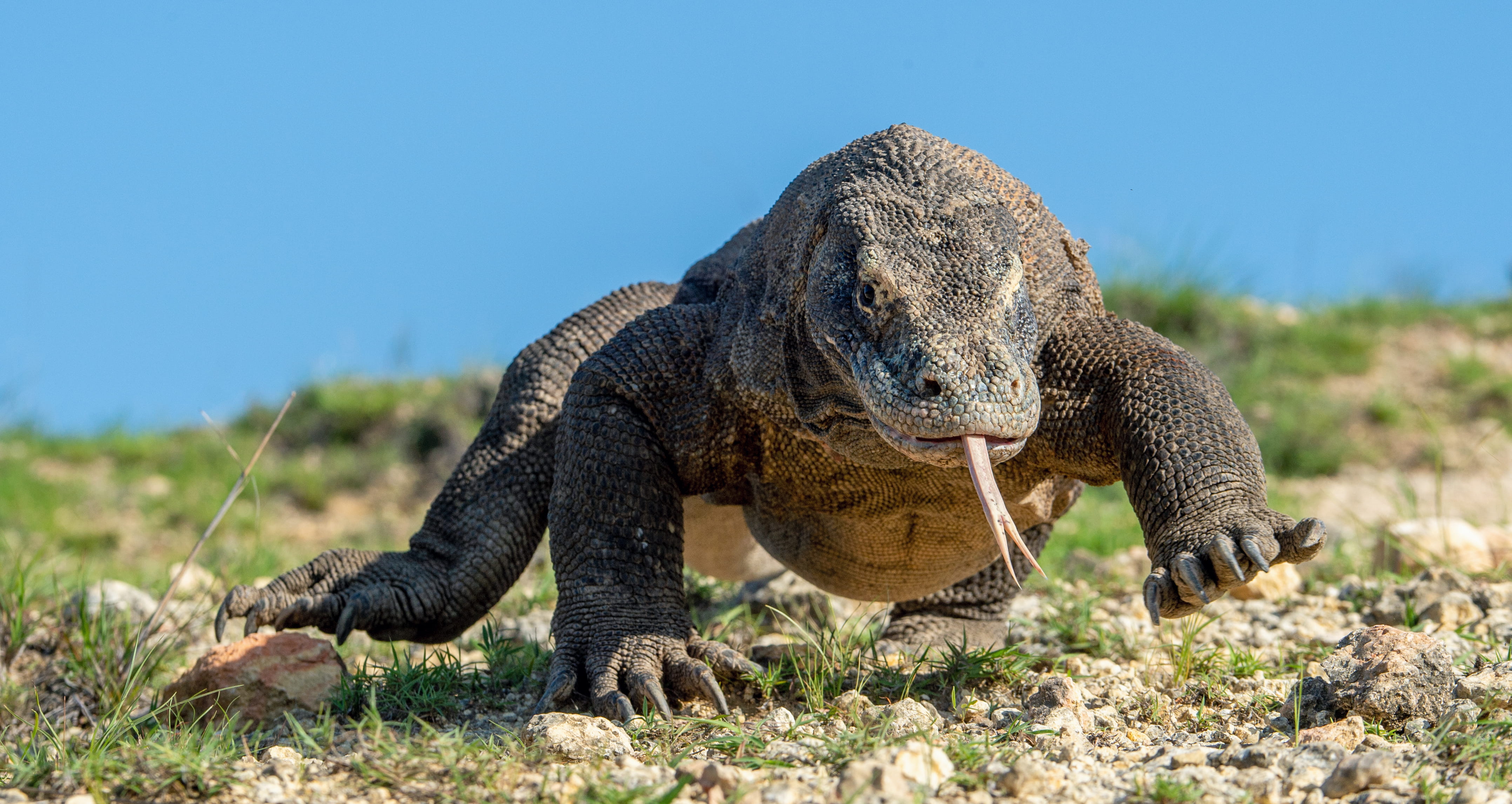 Diving in Bali and Komodo - trip of   in  Indonesia