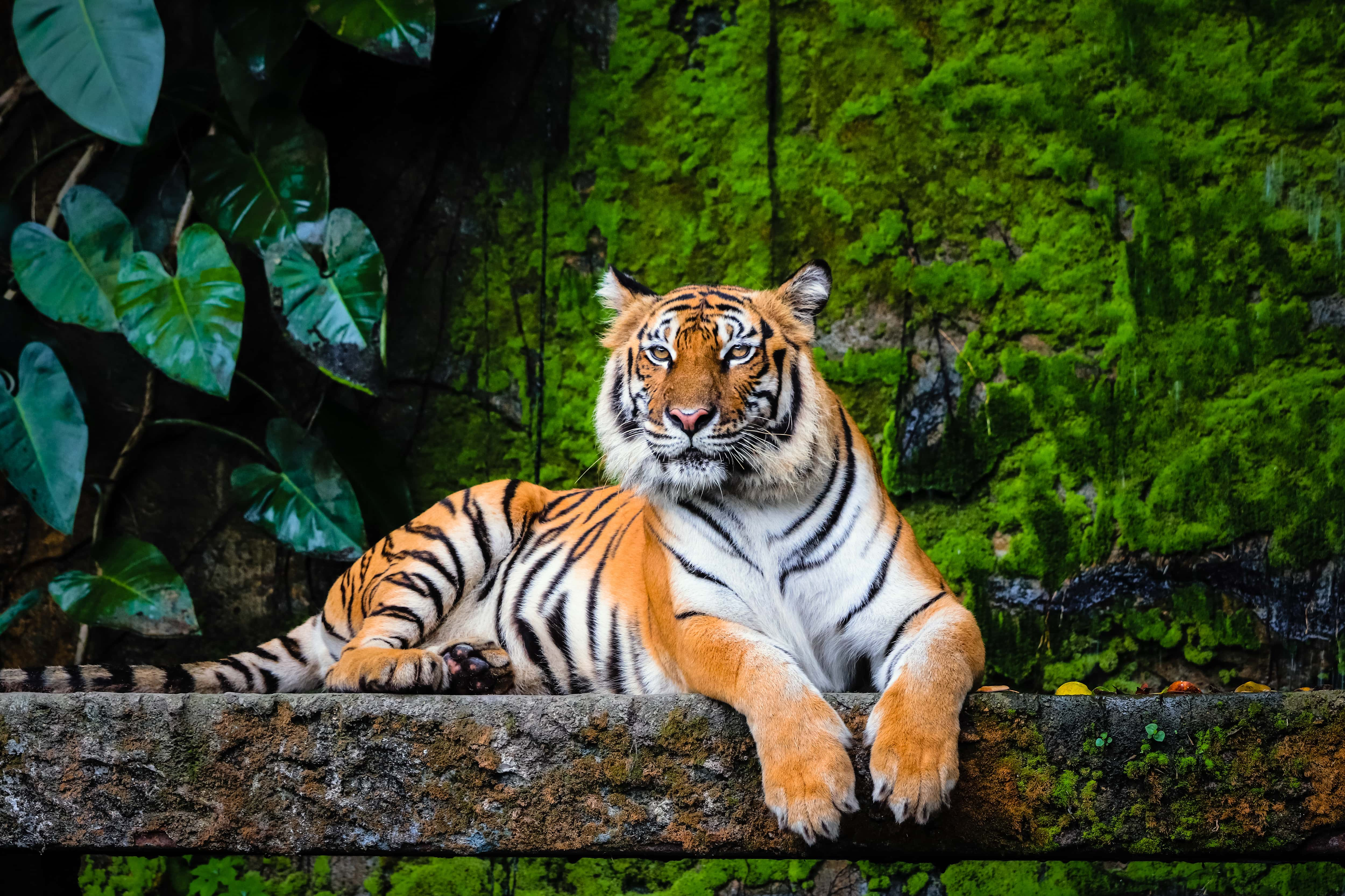 De Sumatra a Komodo - viaje de   en  Indonesia