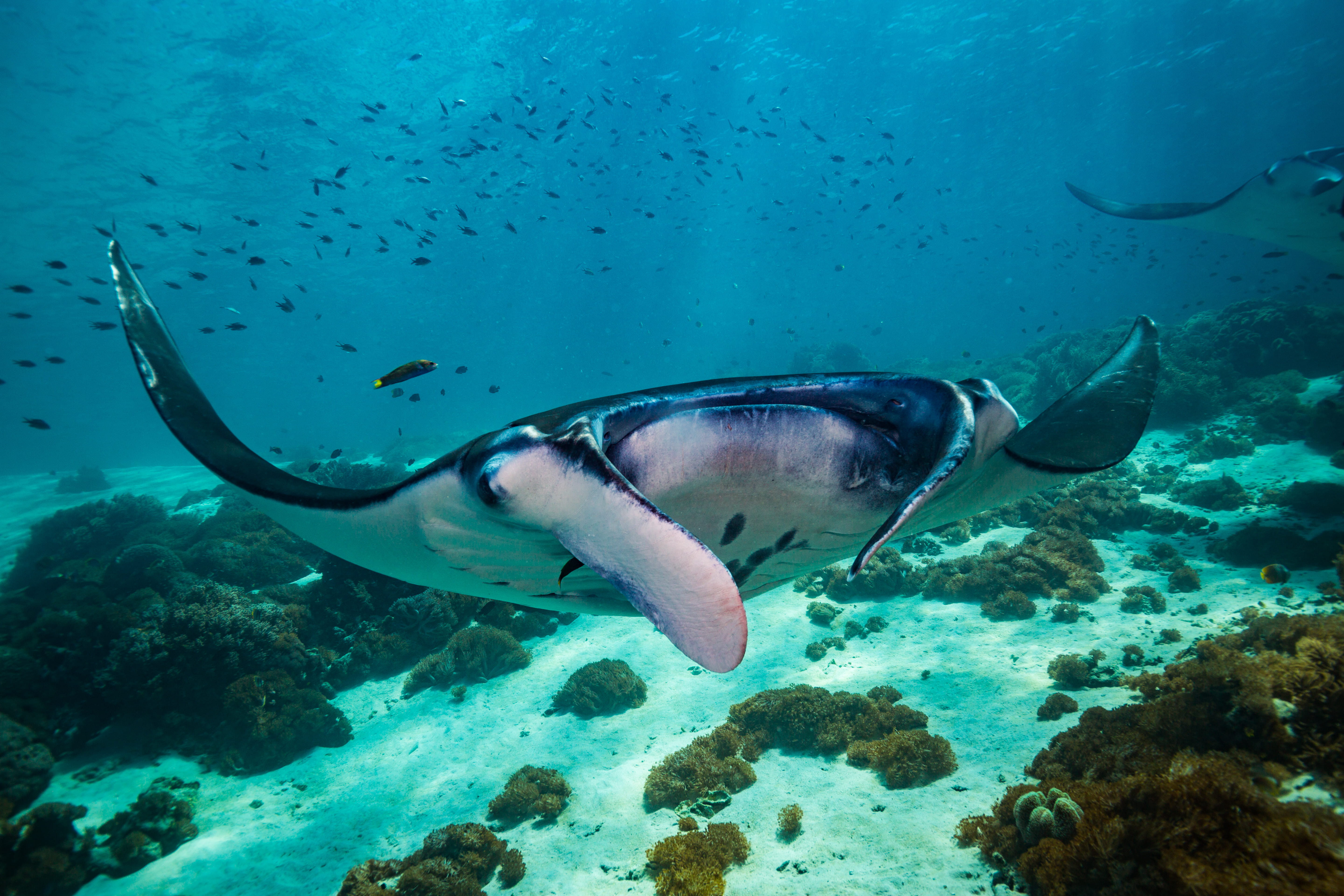 Liveaboard in Forgotten Islands - trip of   in  Indonesia