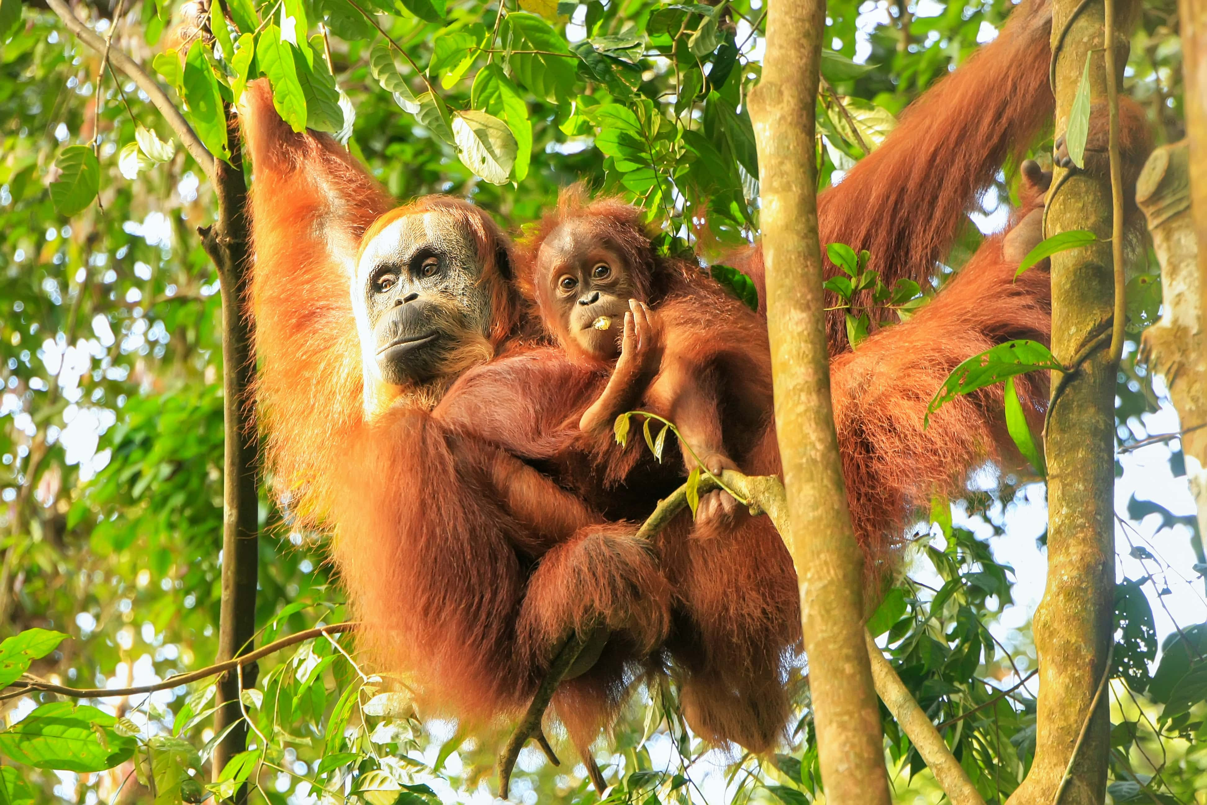 Borneo and Maratua Atoll