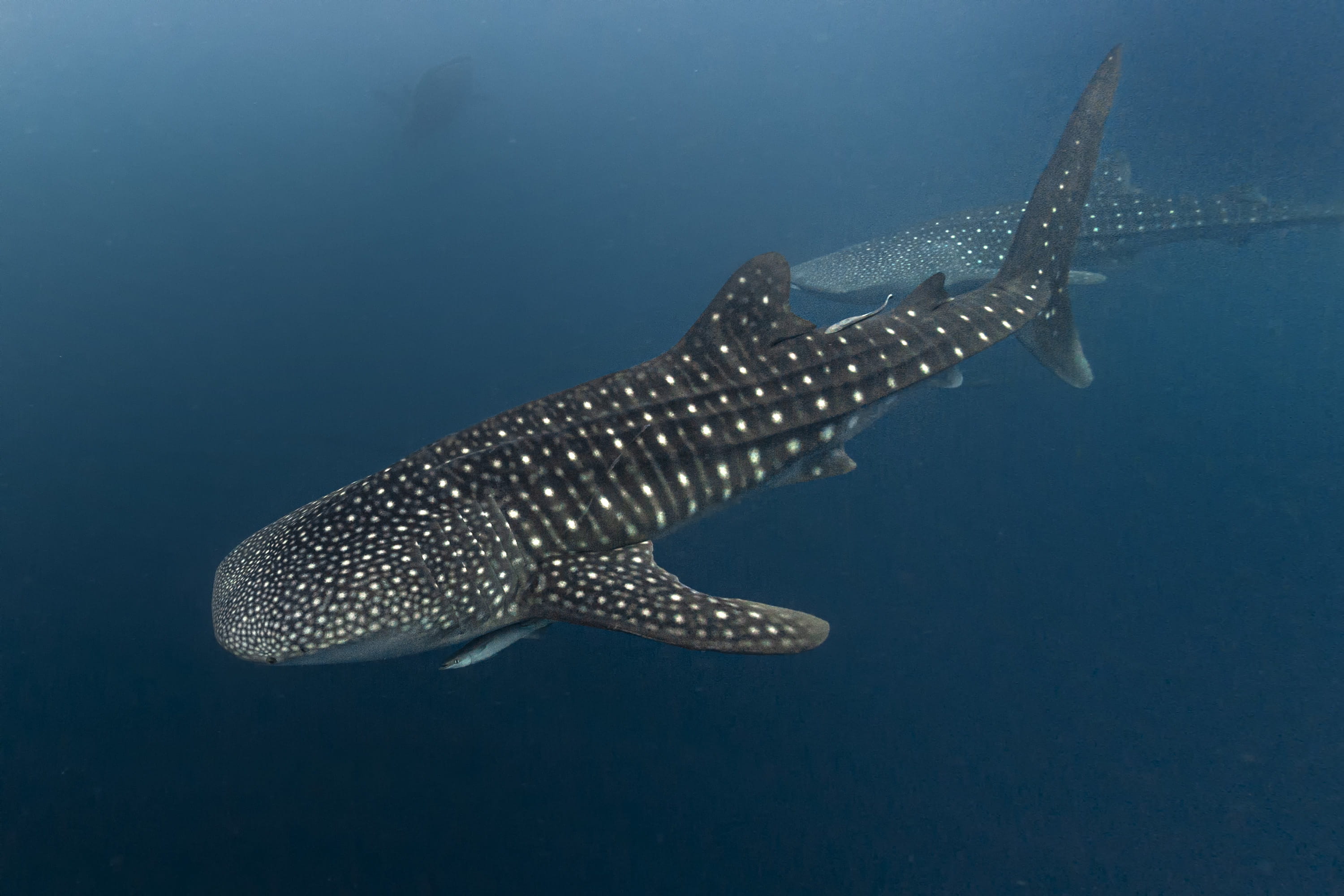 Liveaboard in Banda Sea - trip of   in  Indonesia