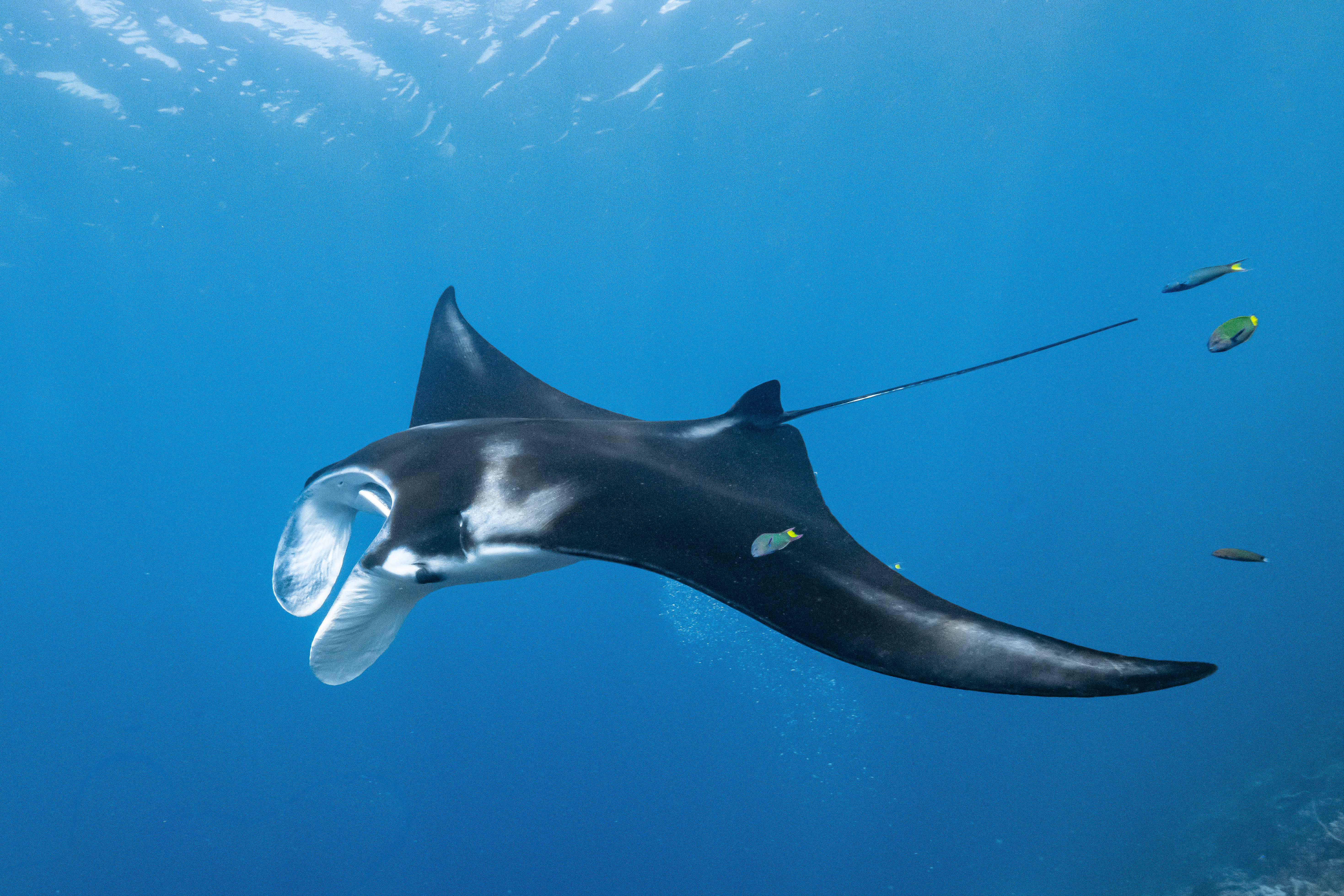 Liveaboard in komodo