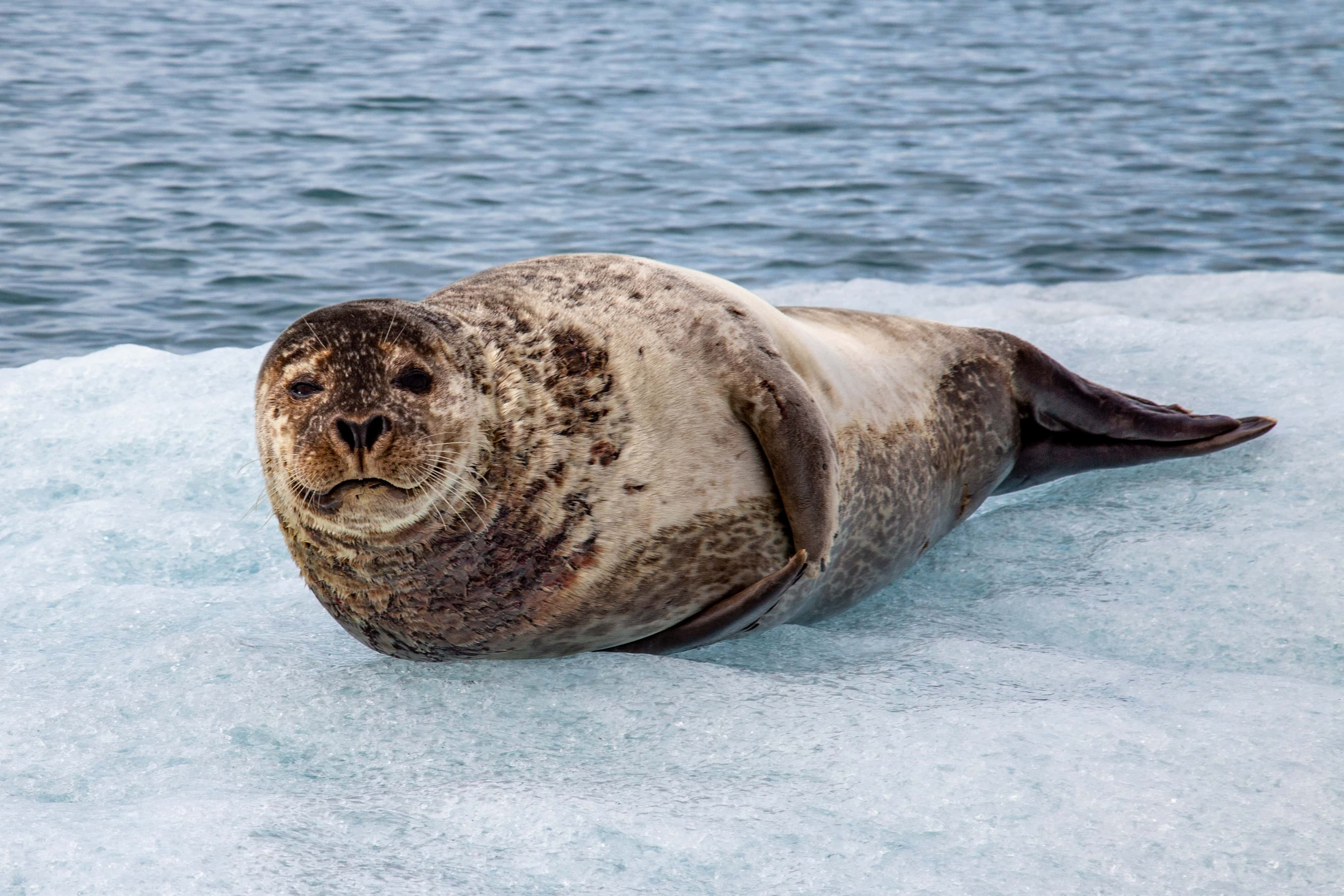 Diving in the Arctic - trip of   in  Iceland