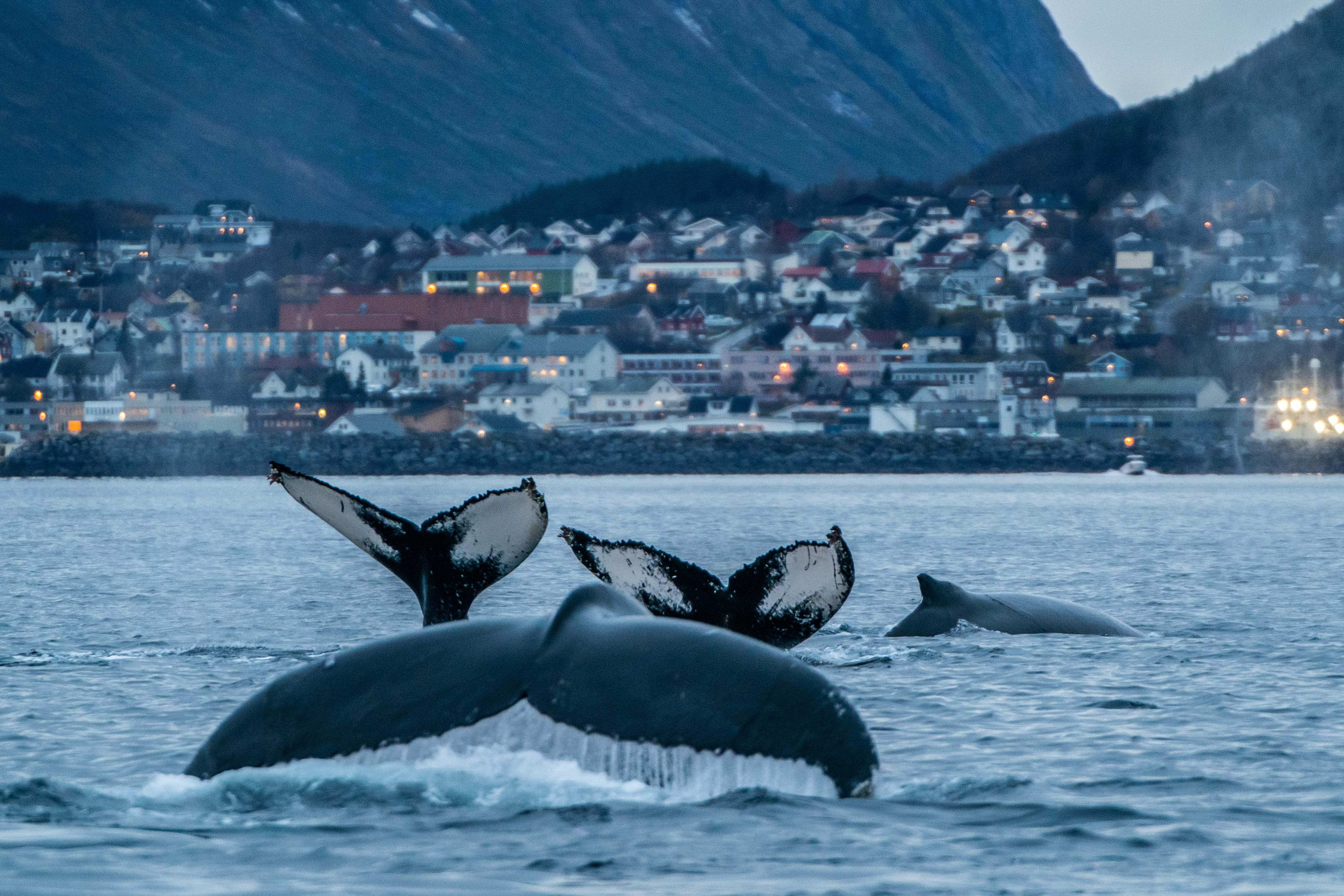 Diving in Iceland and Greenland - trip of   in  Iceland, Greenland