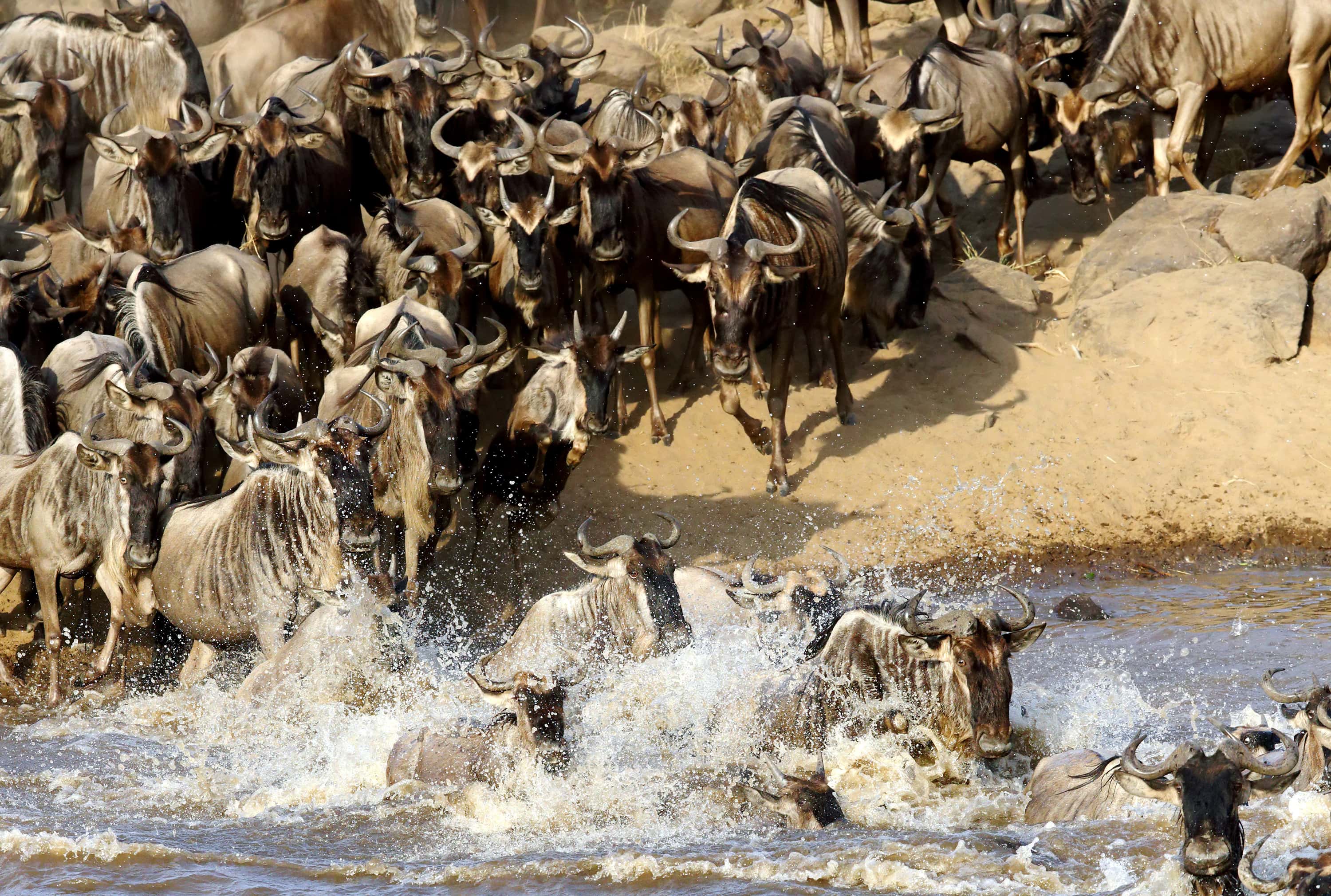 The great migration - trip of   in  Kenya