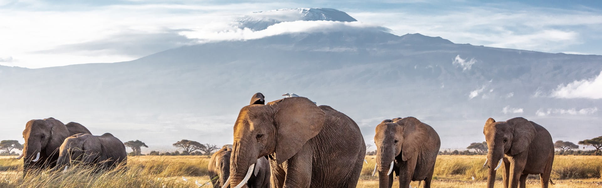 safari kenia y zanzibar