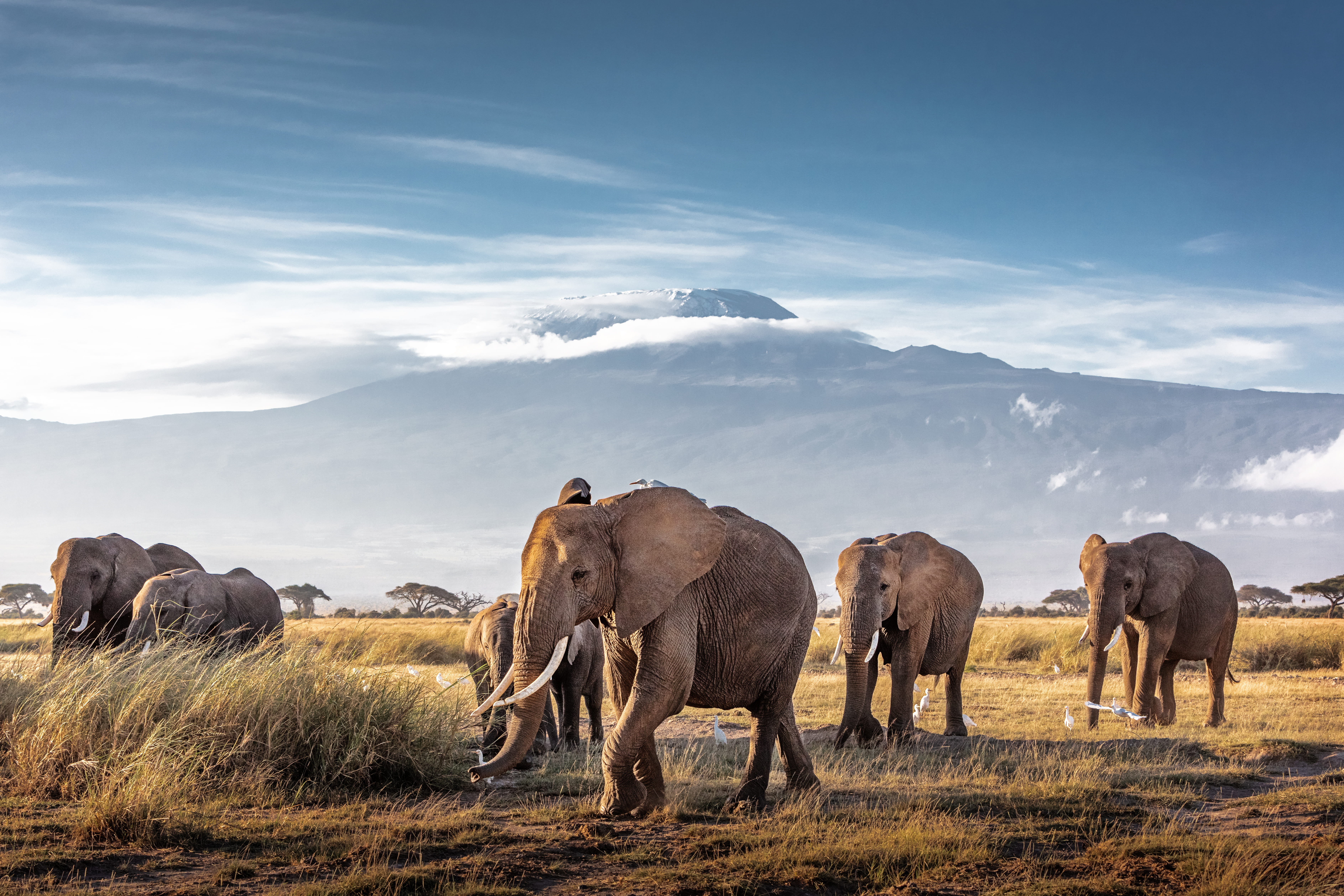 safari por kenia o tanzania