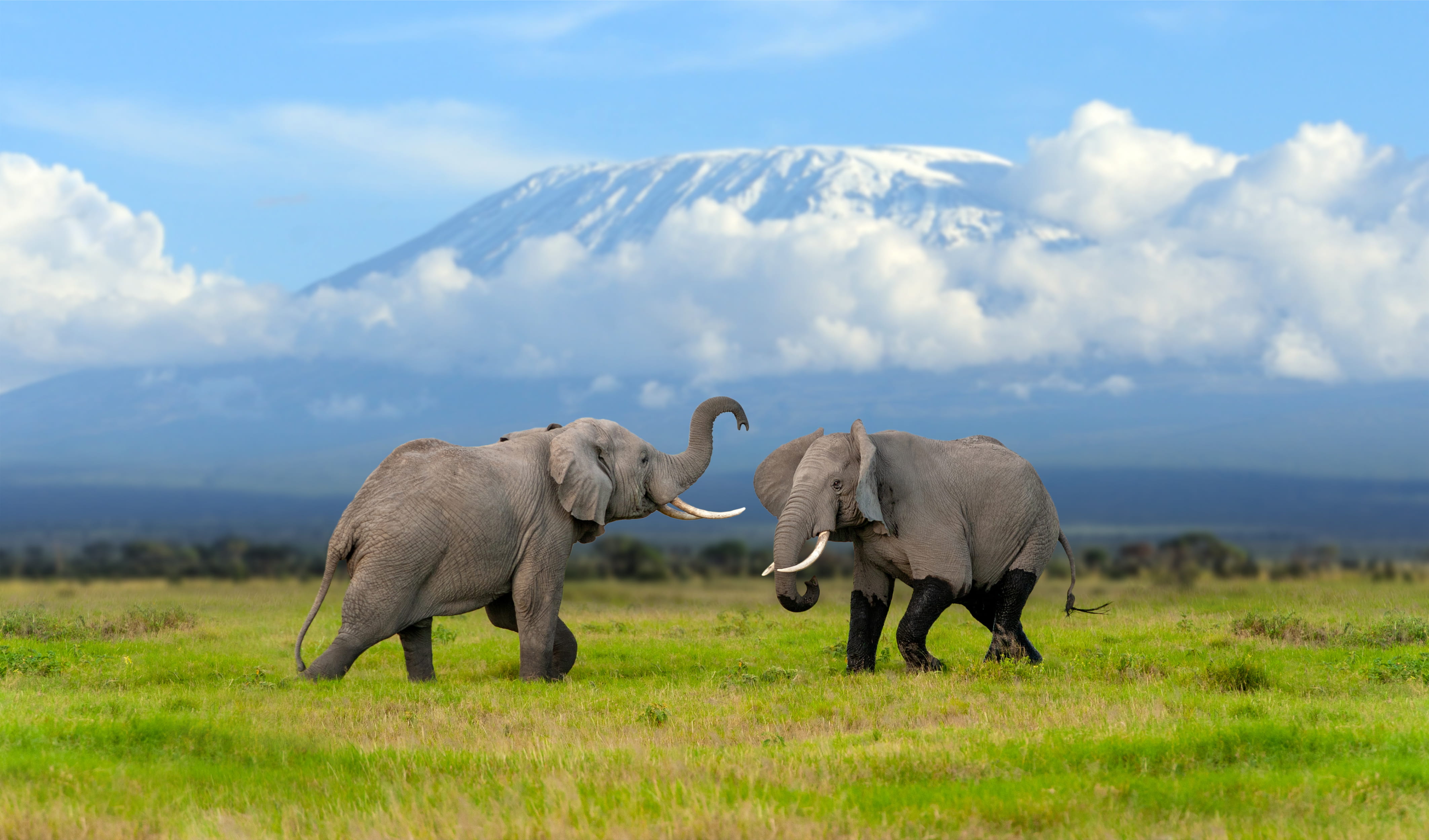 Parks of Kenya and beach