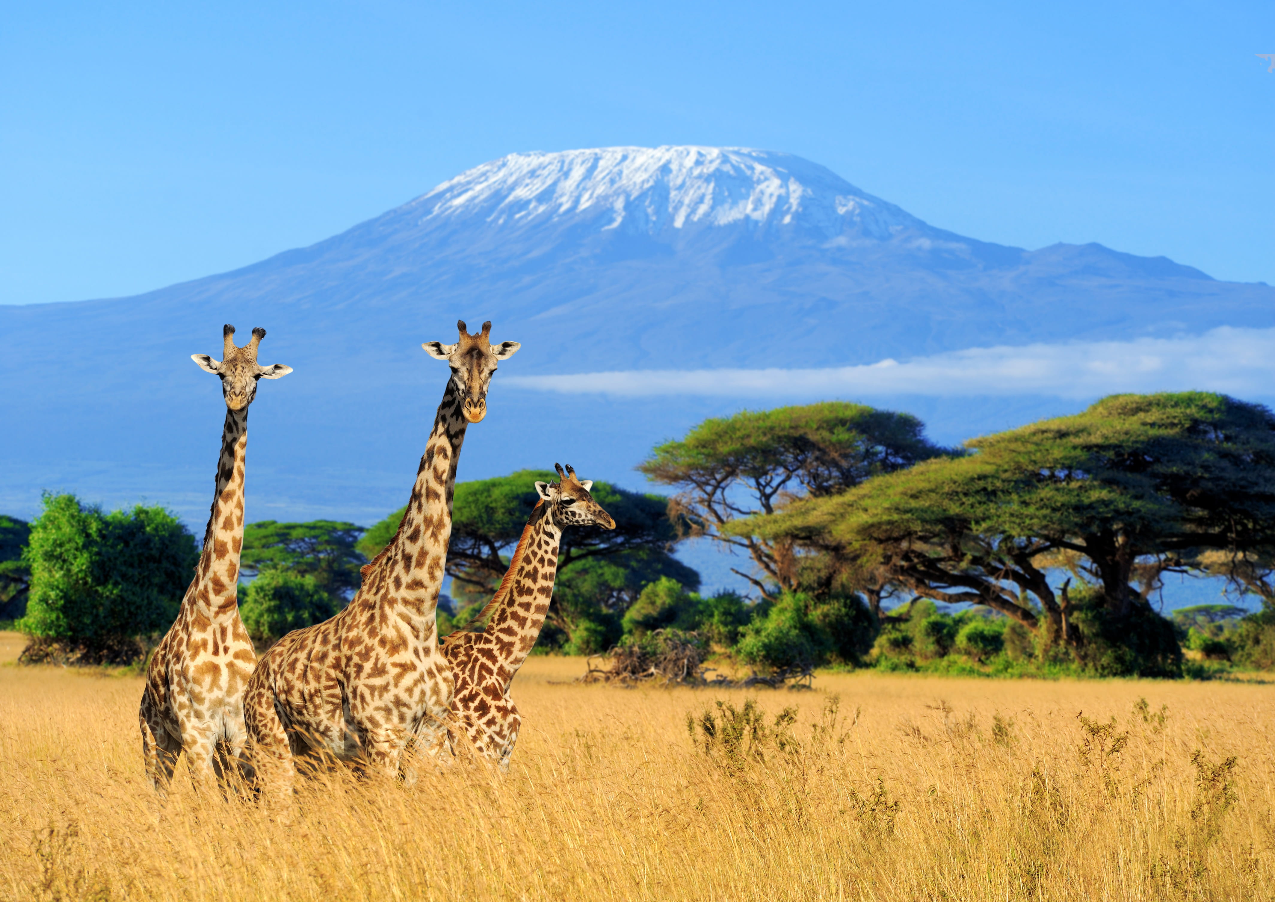 Parks of Kenya and beach - trip of   in  Kenya