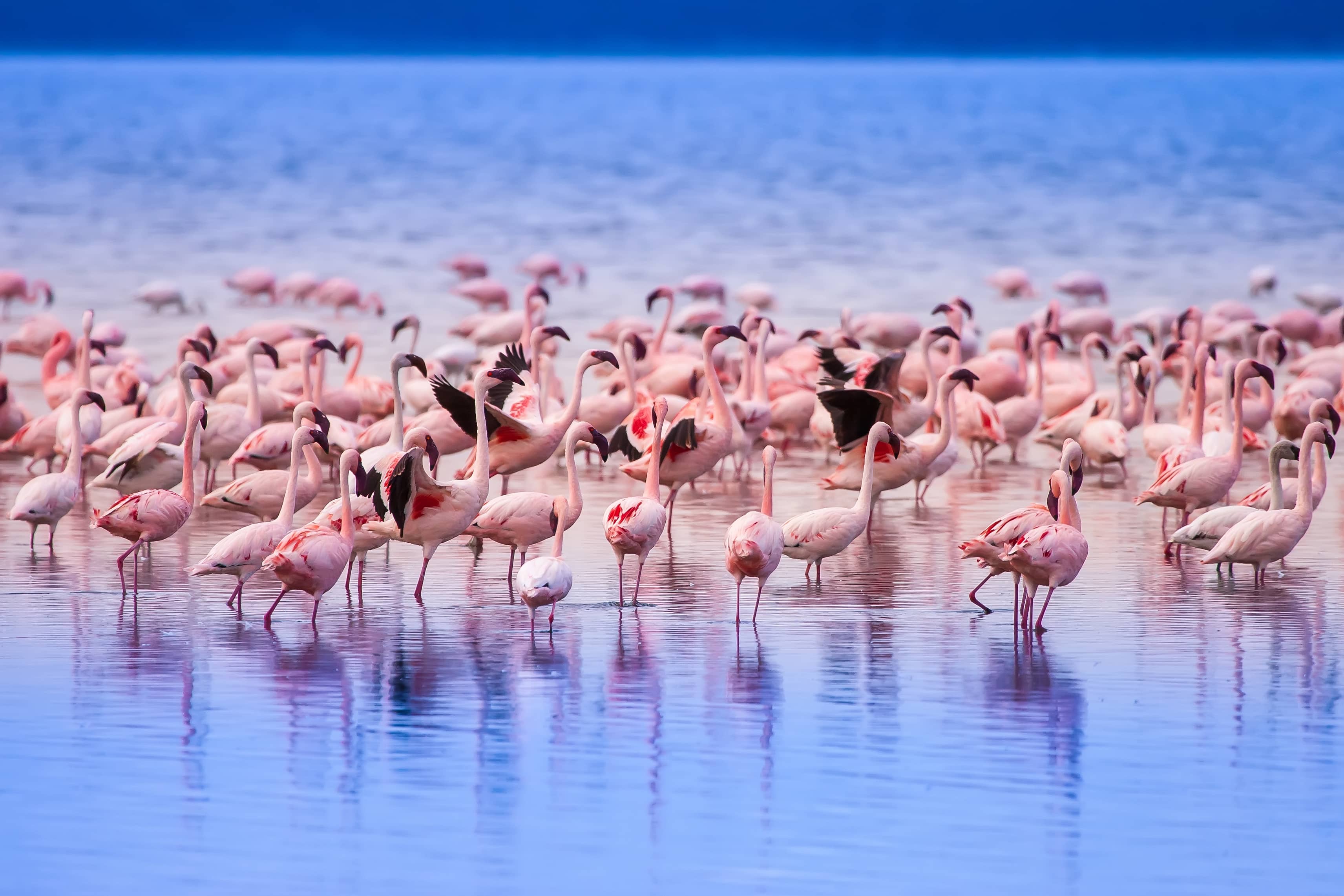 Safari en Kenia y Zanzibar - viaje de   en  Tanzanía, Kenya