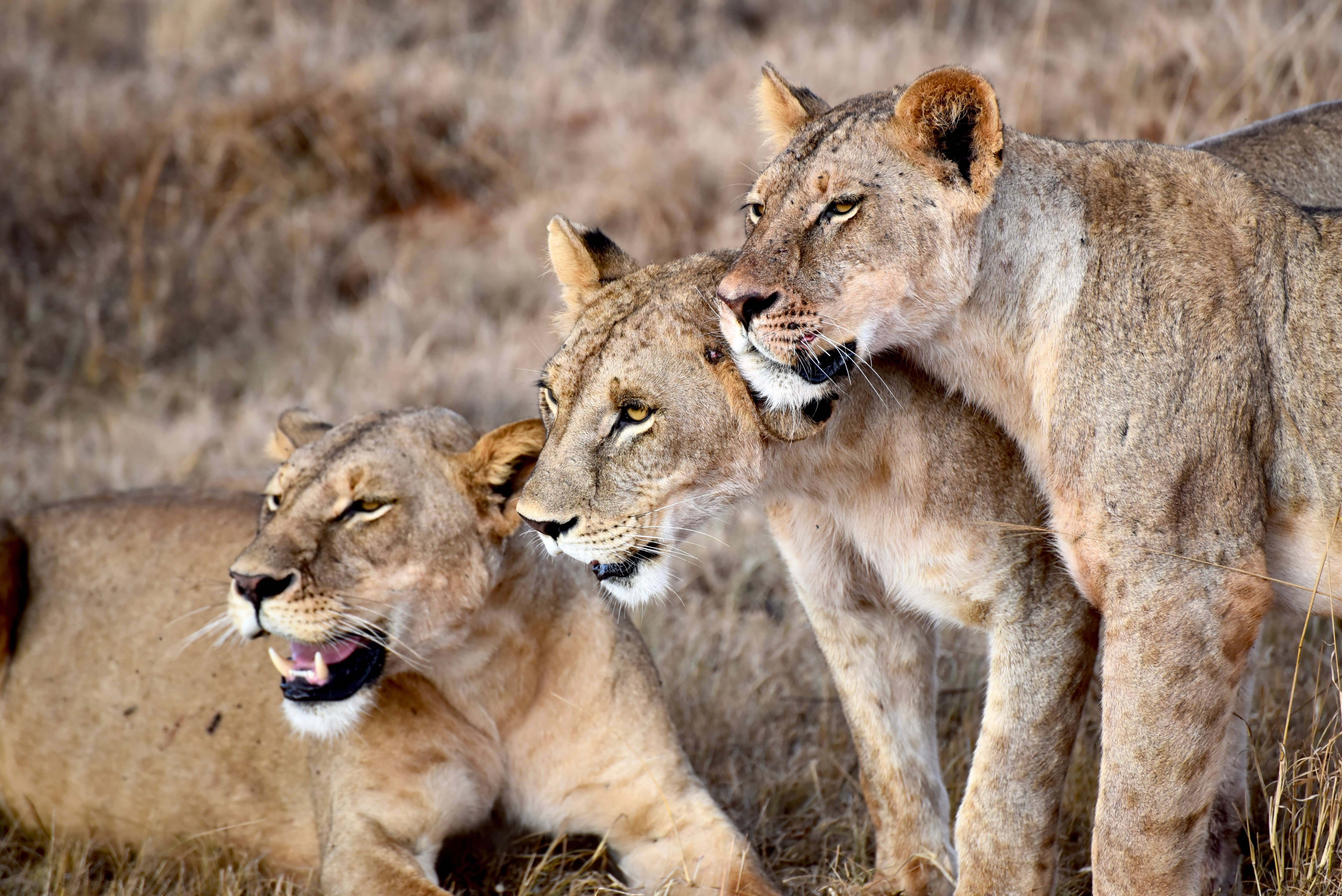 Kenia y Zanzibar