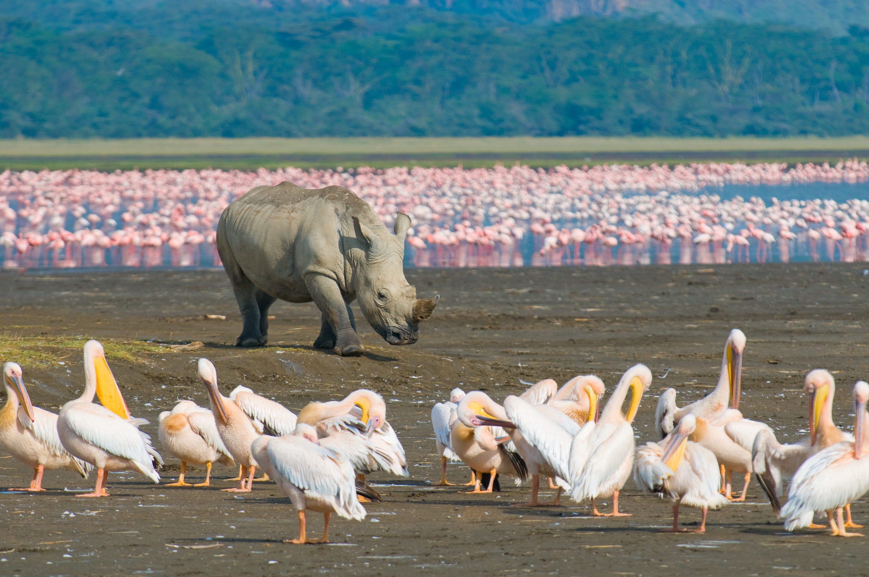 Parques de Kenia y playas de Mombasa - viaje de   en  Kenya