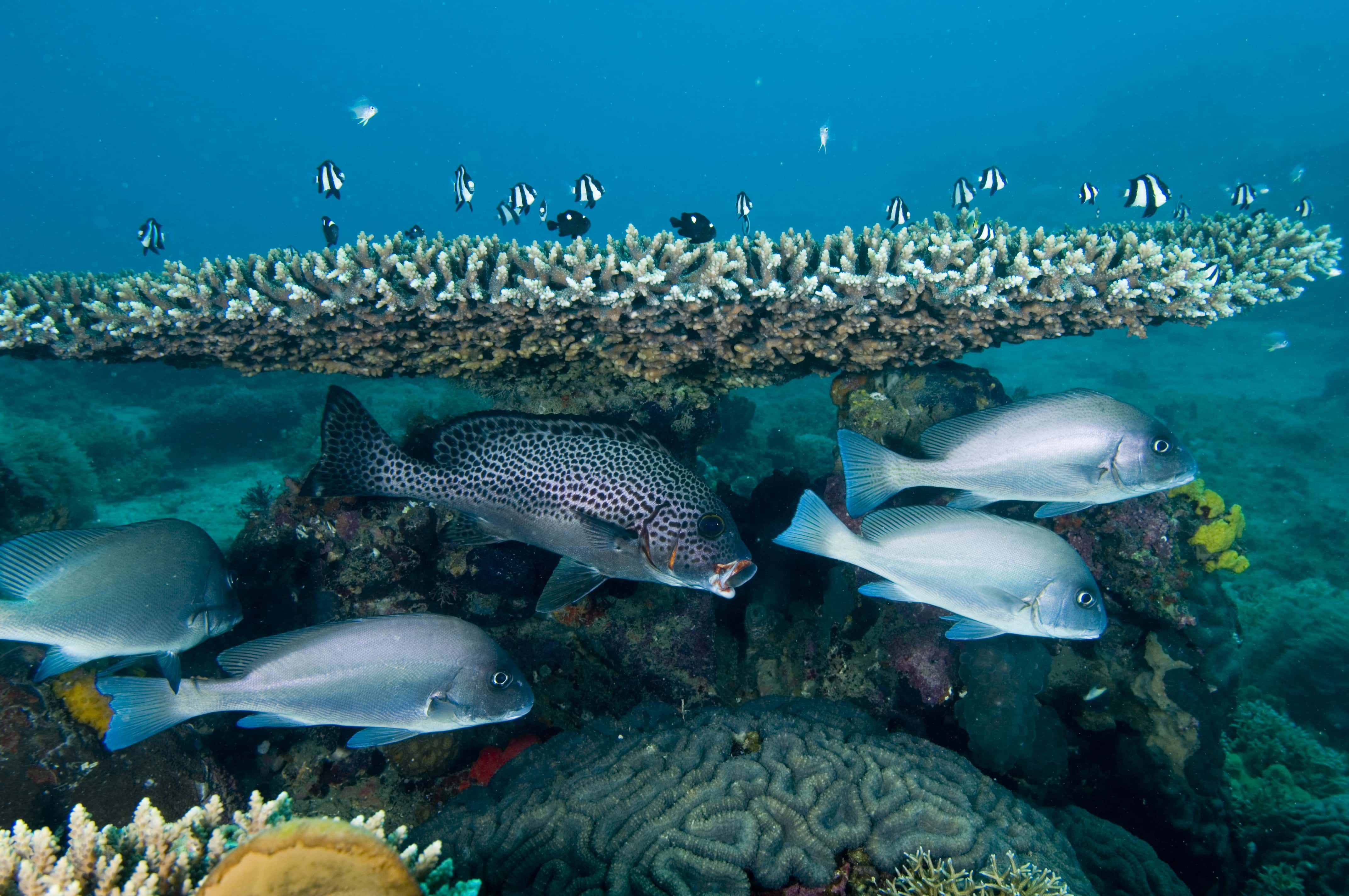 Liveaboard in Barren Islands