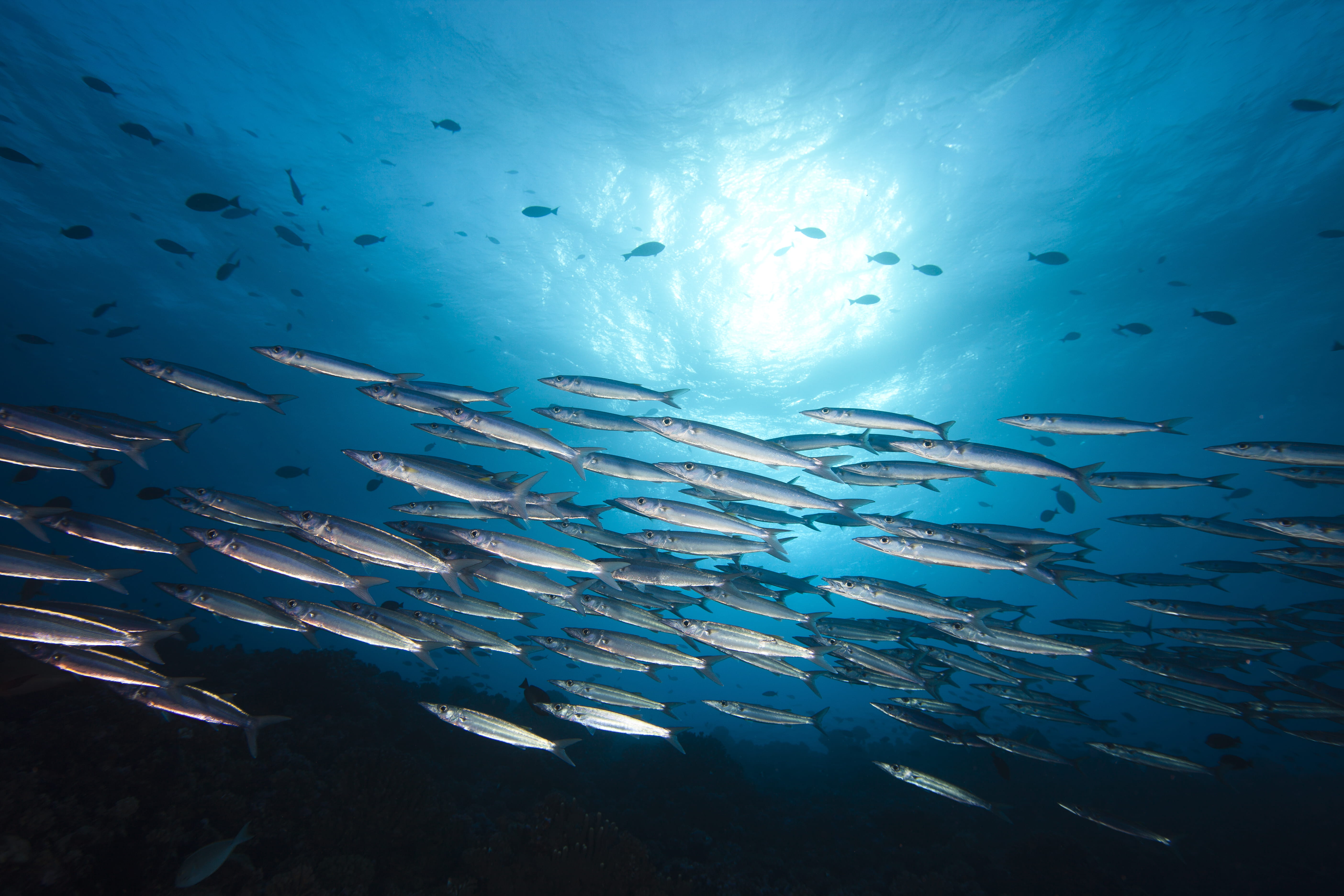 Liveaboard in Mitsio Islands - trip of   in  Madagascar