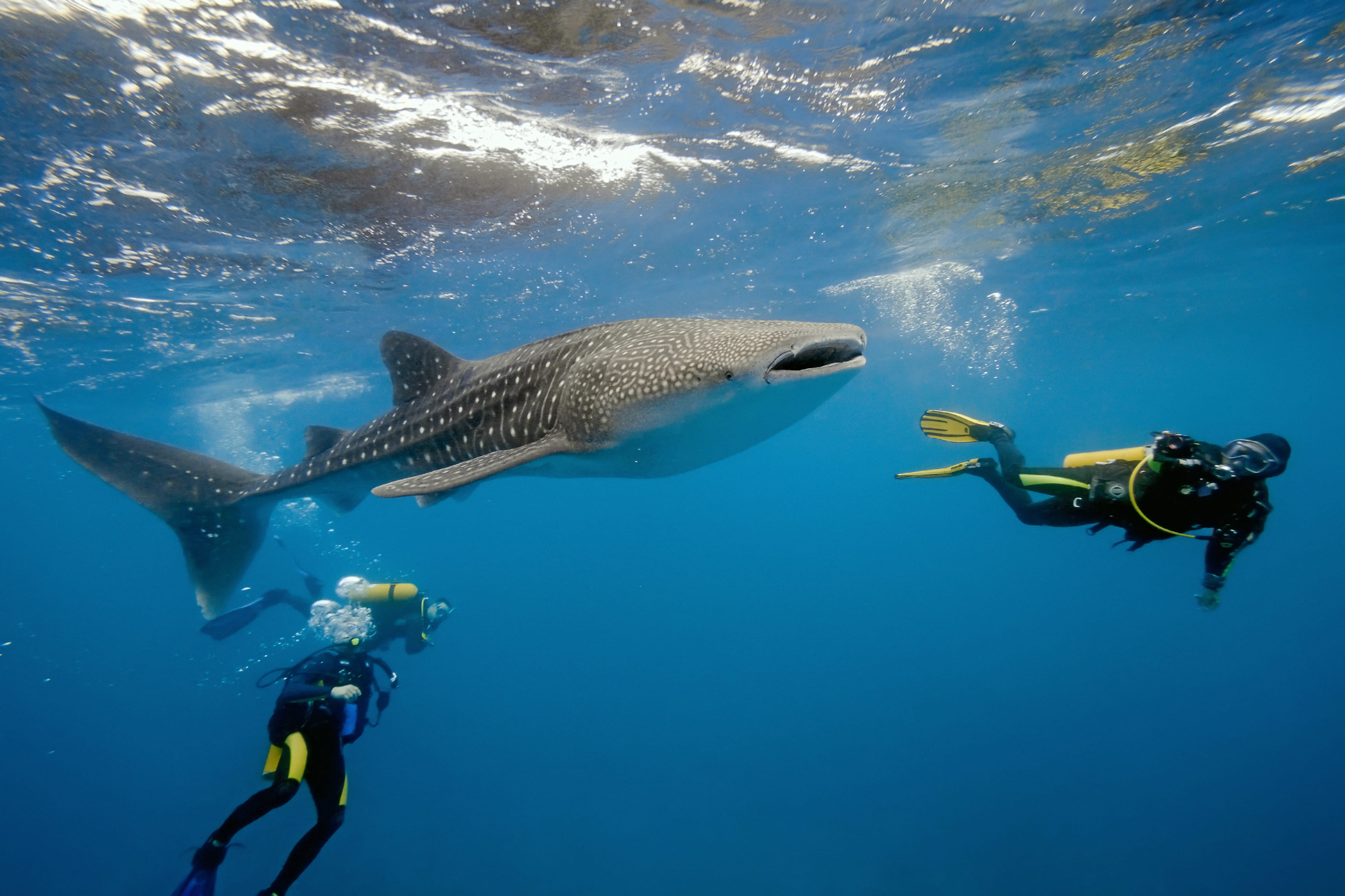 Liveaboard in Maldivas - trip of   in  Maldives