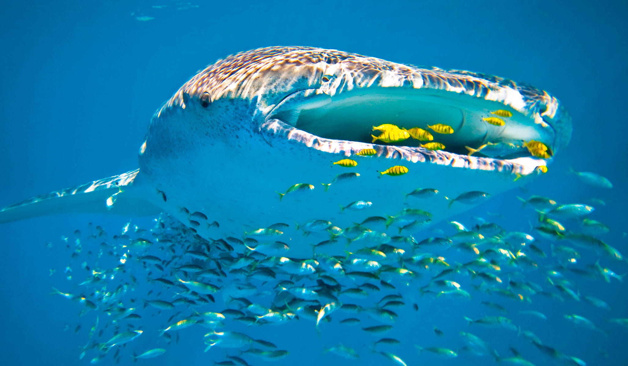 Diving in Yucatan - trip of   in  Mexico