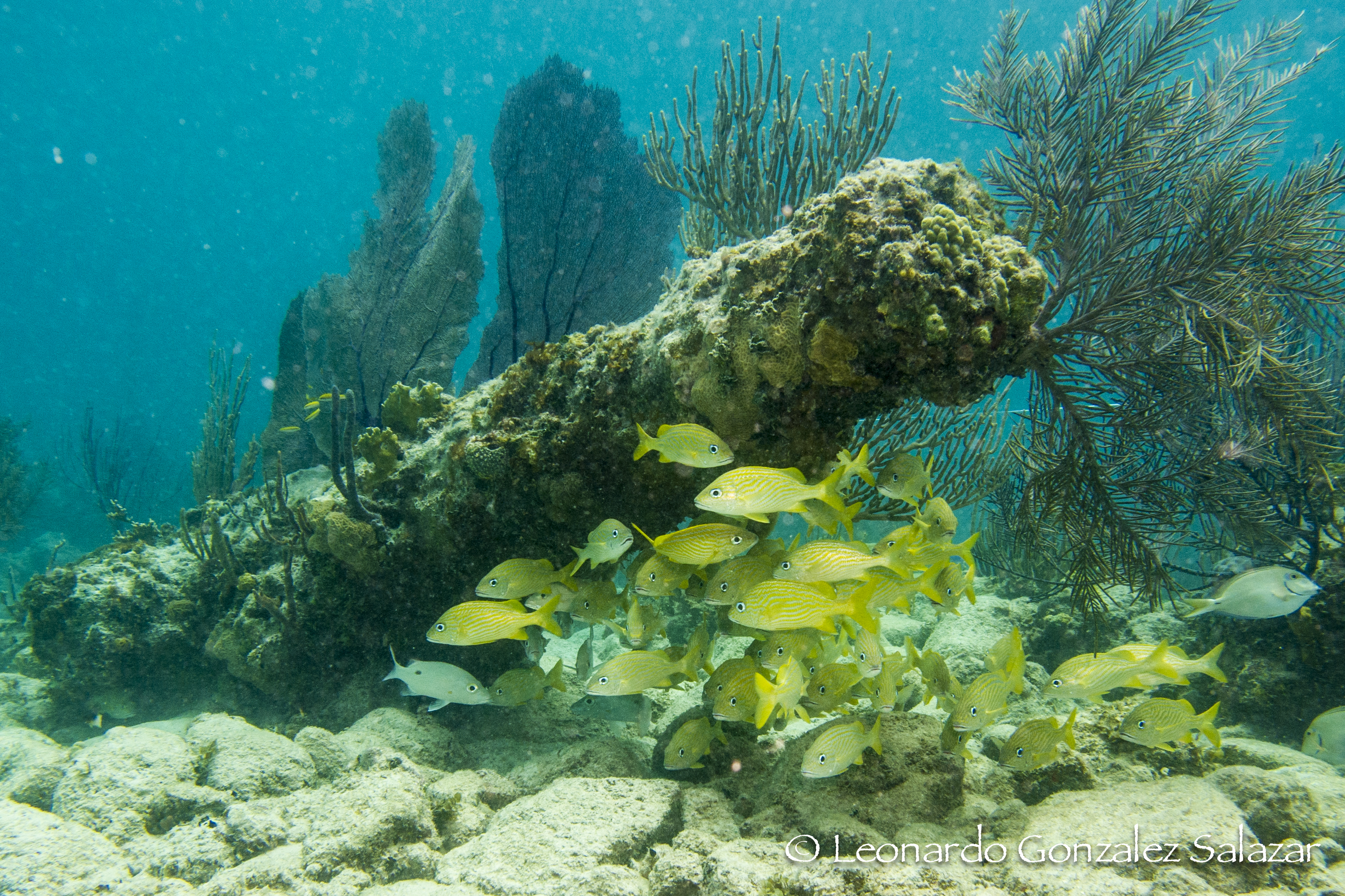 Buceo en Yucatan - viaje de   en  México