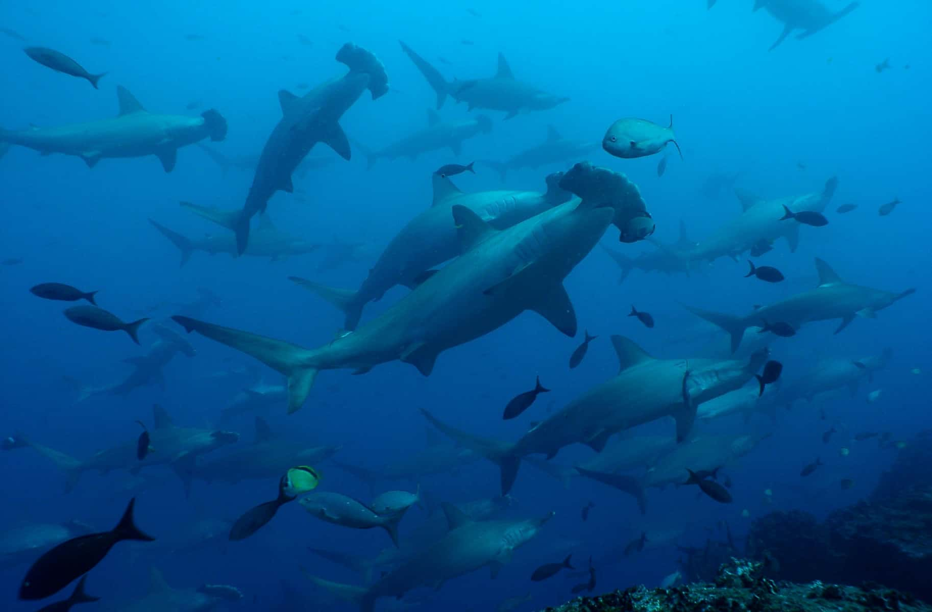 Liveaboard Revillagigedo