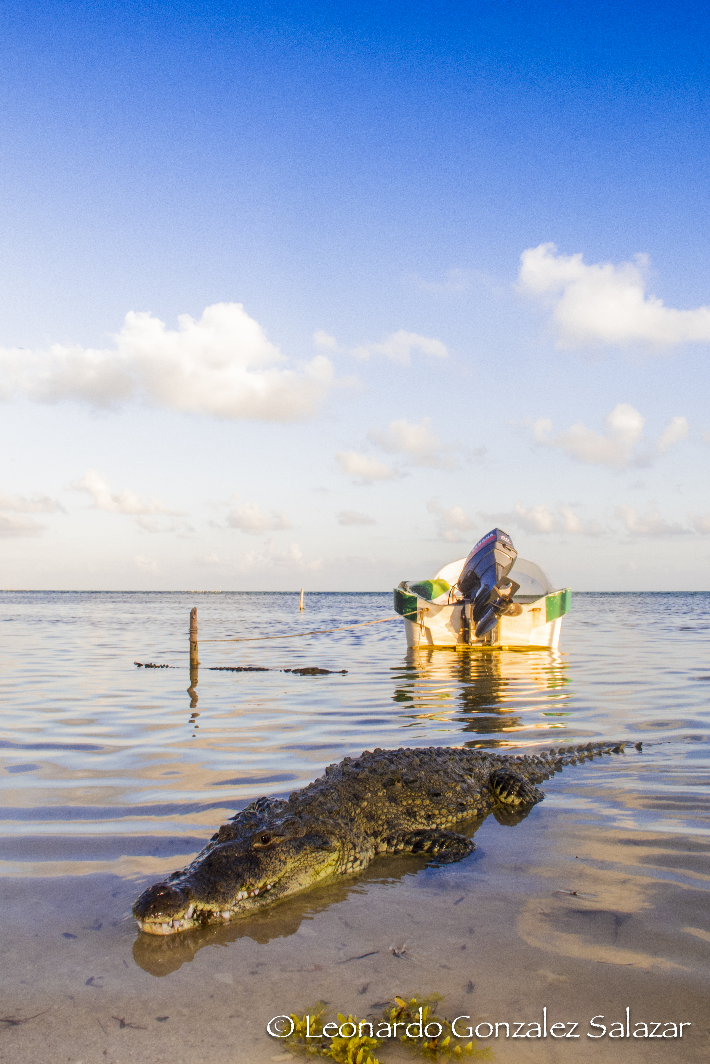 Banco Chinchorro - trip of   in  Mexico