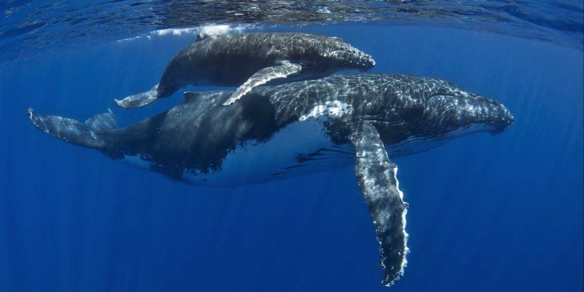 Revillagigedo viaje de en México