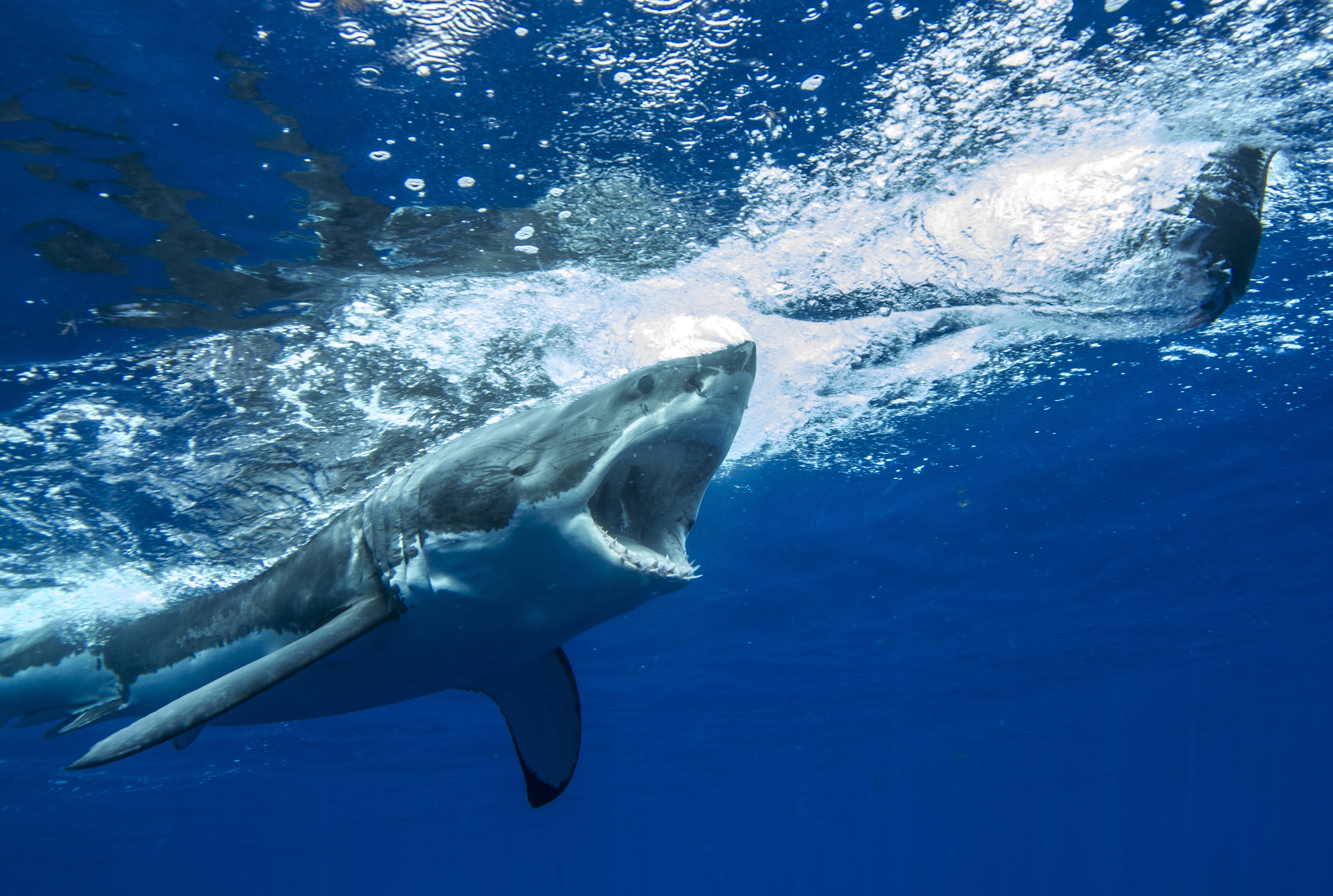 Isla Guadalupe - viaje de   en  México