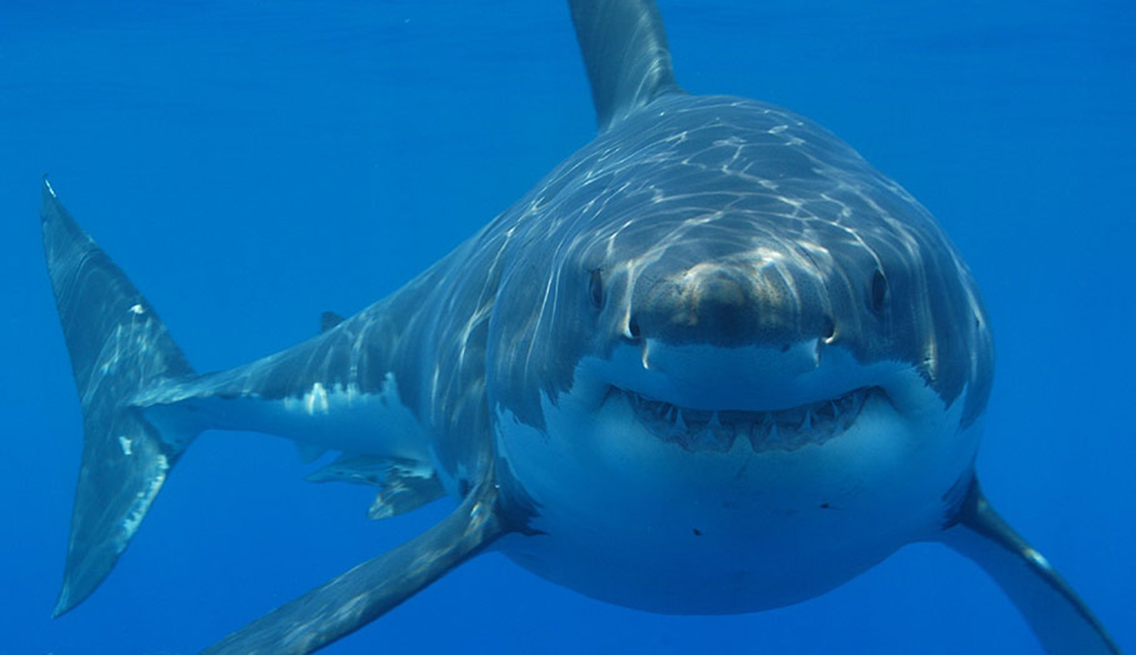 Isla Guadalupe - viaje de   en  México