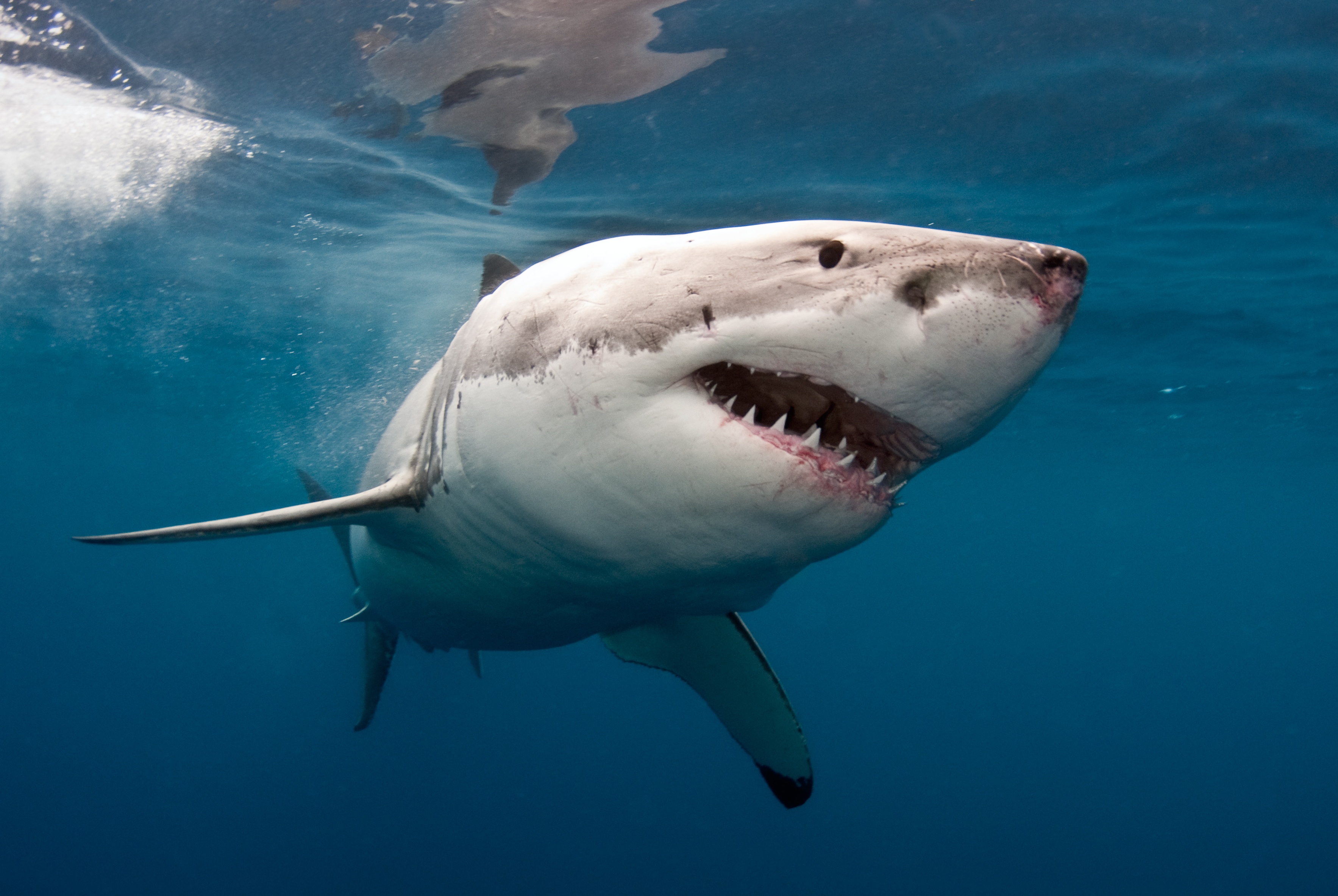 Isla Guadalupe - viaje de   en  México