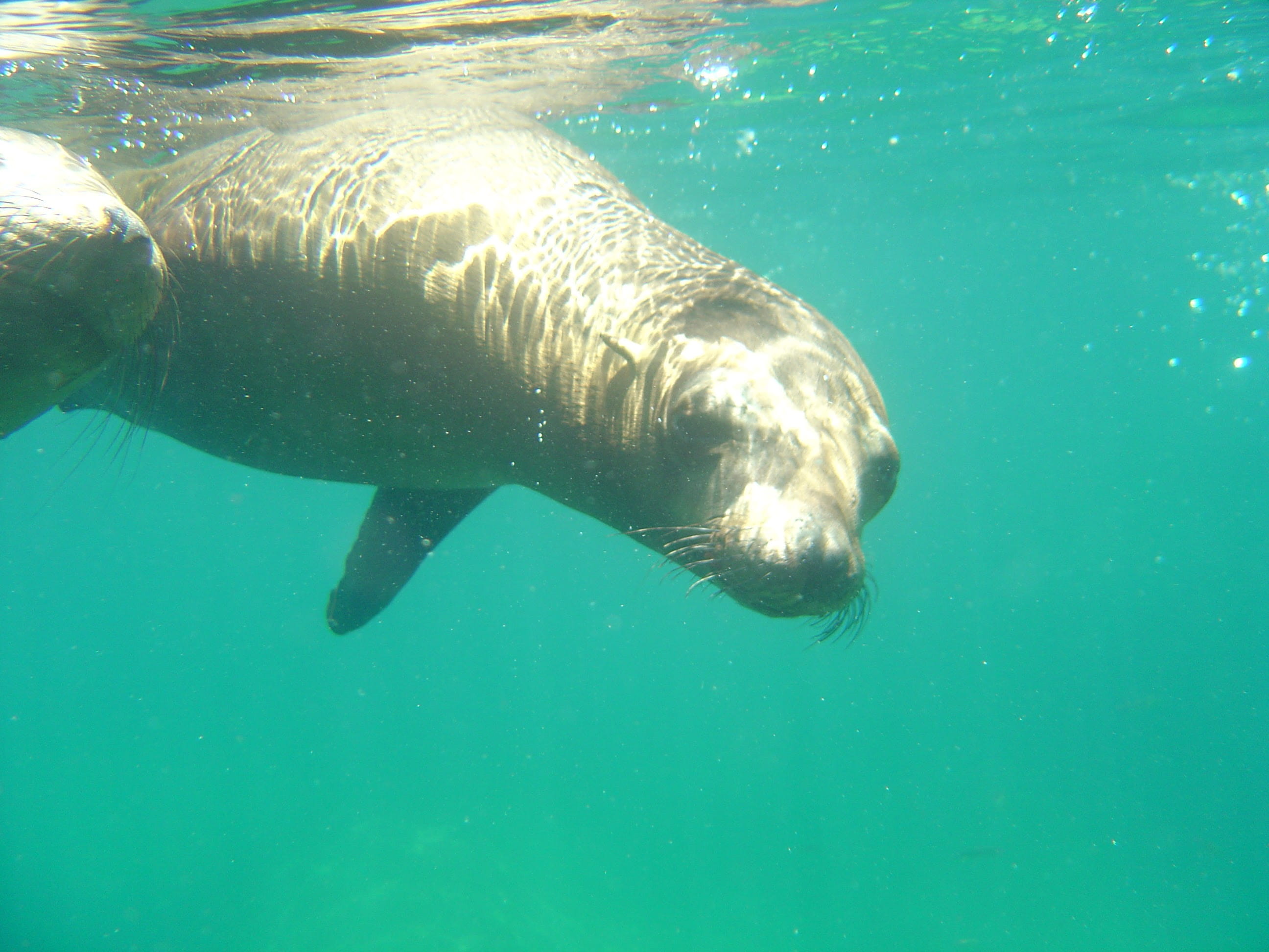 Vida a bordo en Mar de Cortés - viaje de   en  México