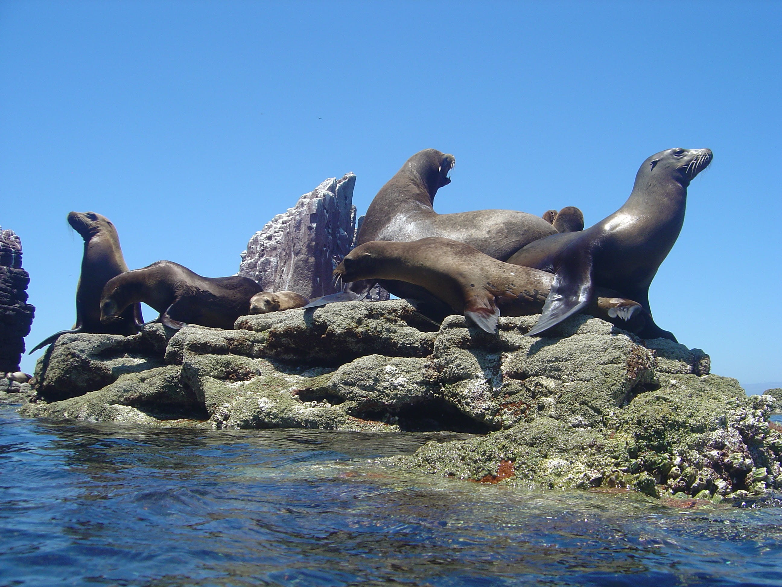 Sea of Cortez - trip of   in  Mexico