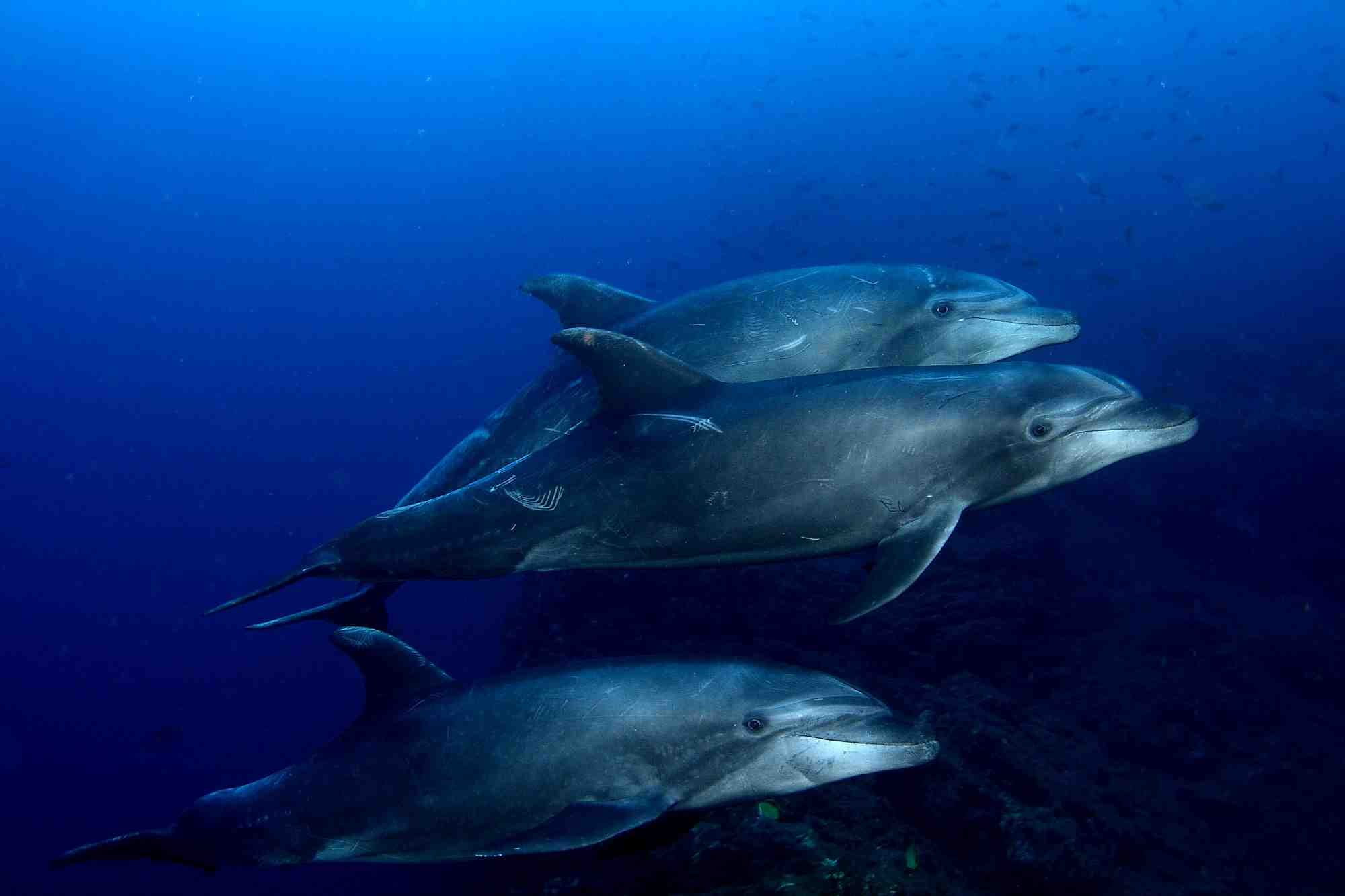 Sea of Cortez - trip of   in  Mexico