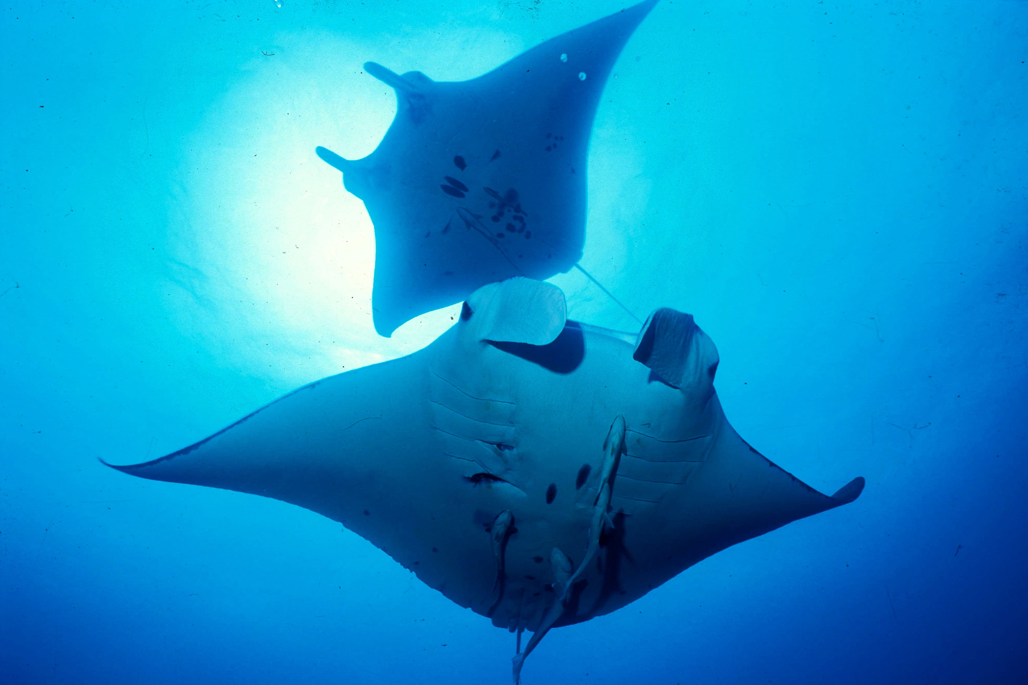 Liveaboard in Sea of Cortez