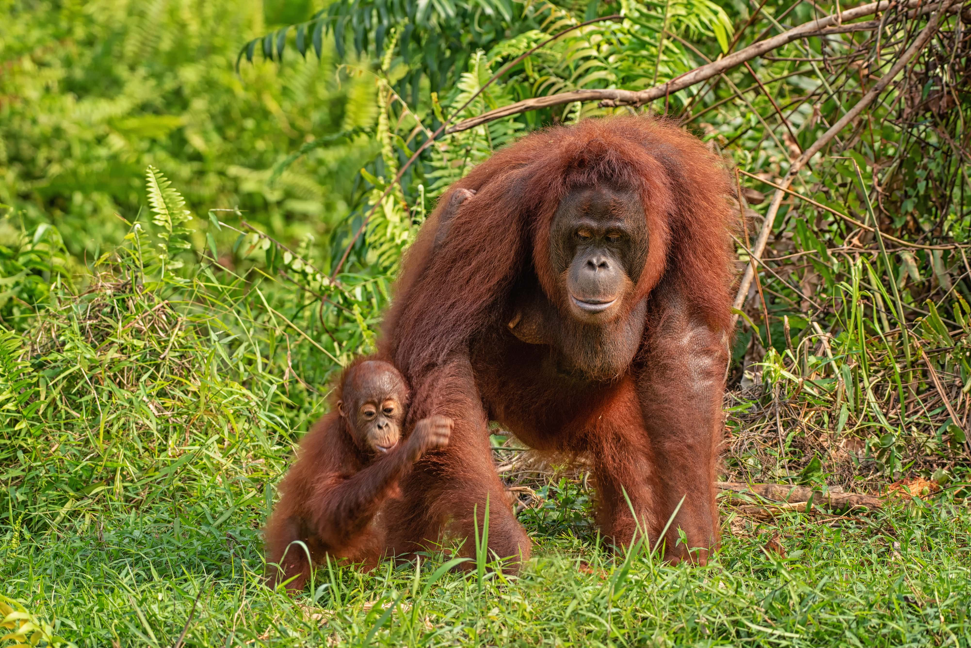 Parques naturales en Borneo