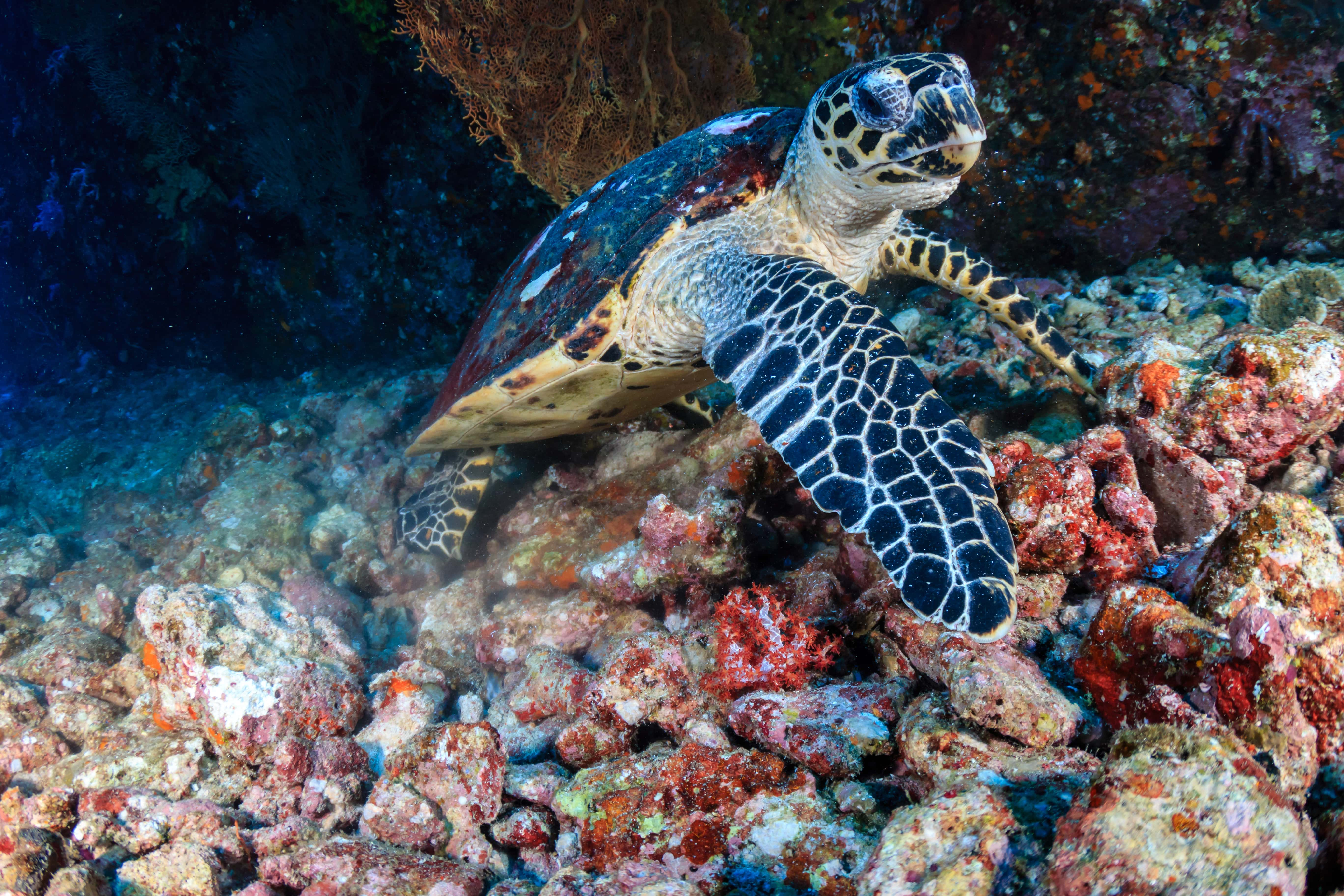 Sipadan and Borneo