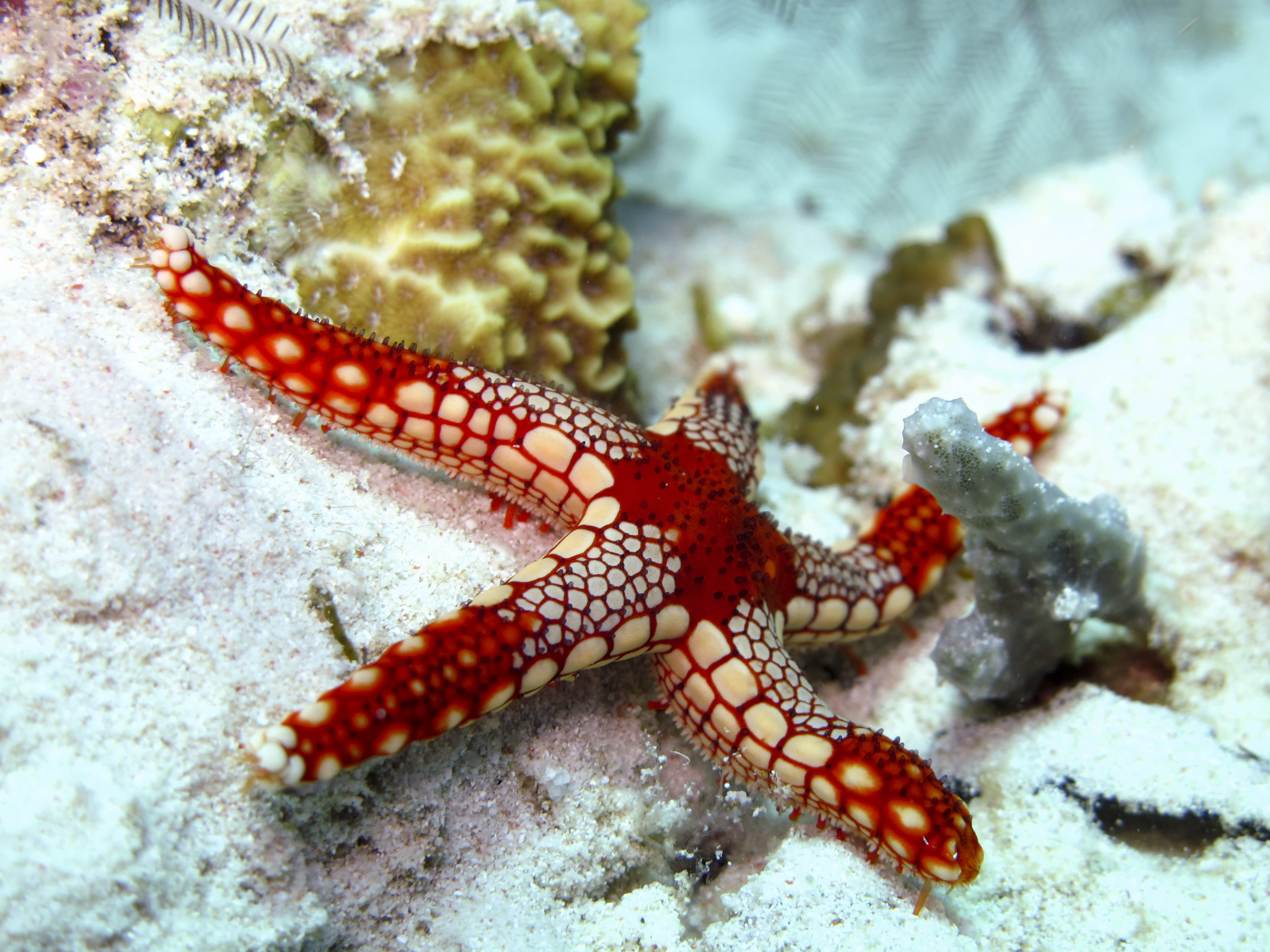 Dive en Sipadán - trip of   in  Malaysia