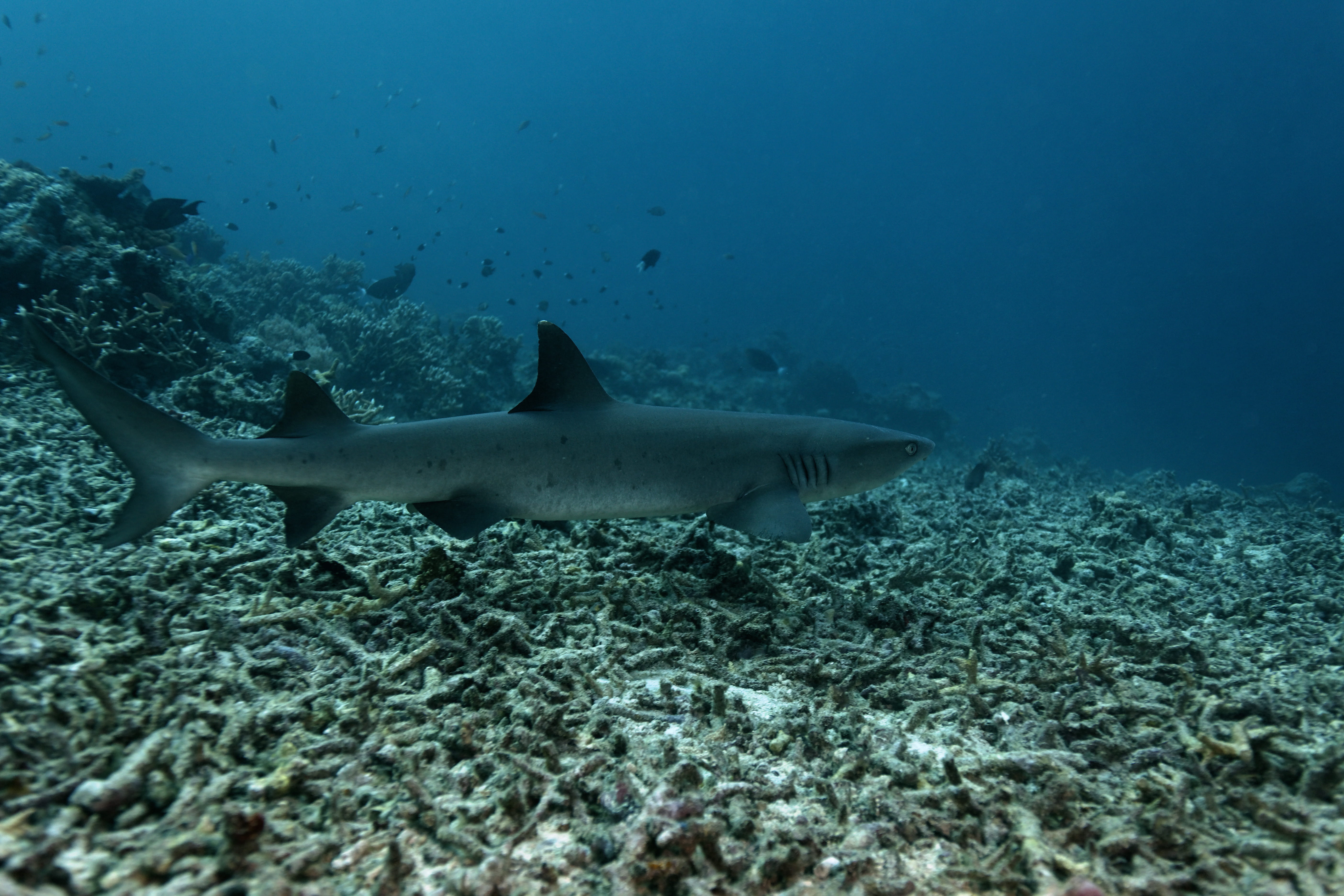 Dive en Sipadán