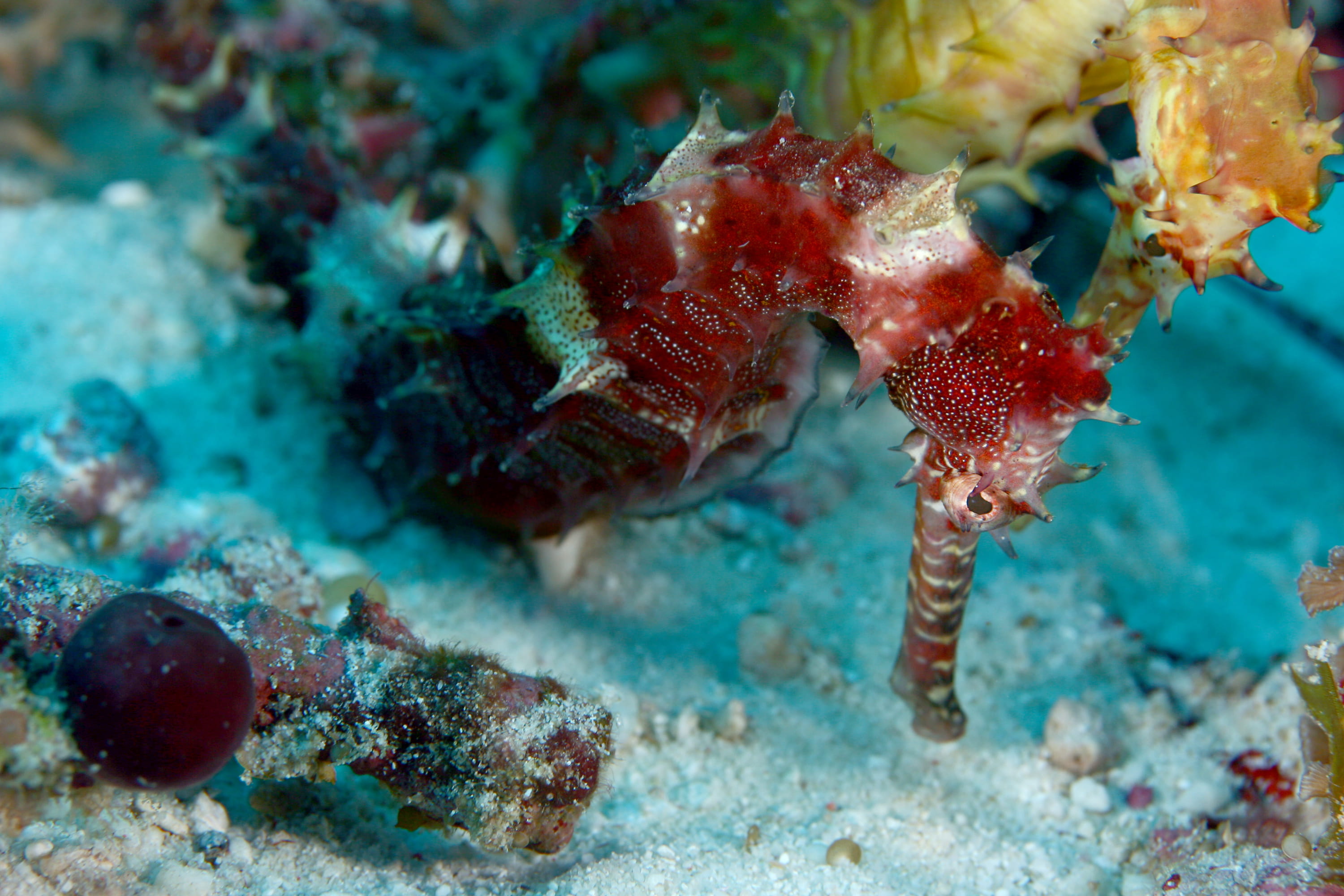 Buceo en Sipadán - viaje de   en  Malasia