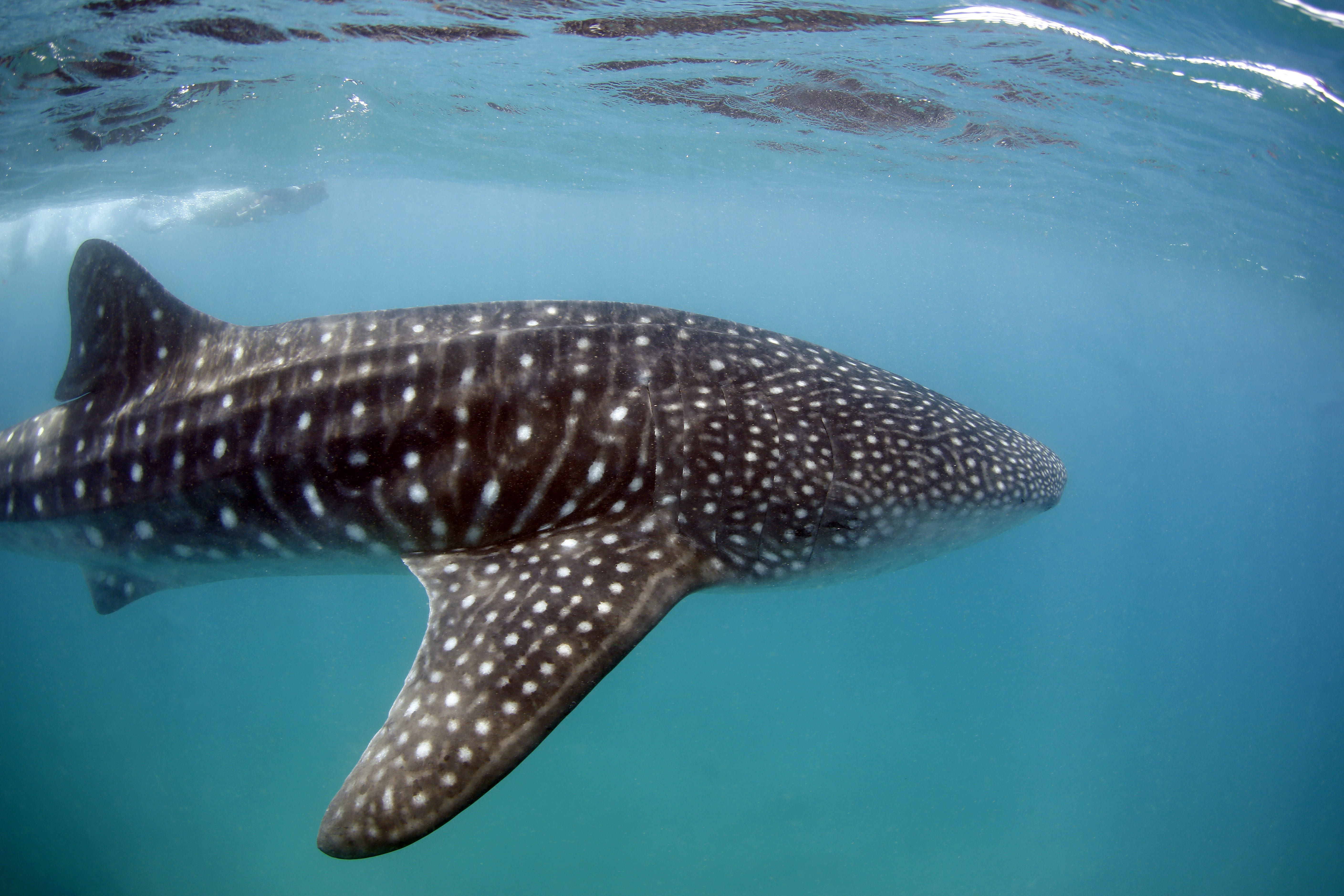 Diving in Mozambique