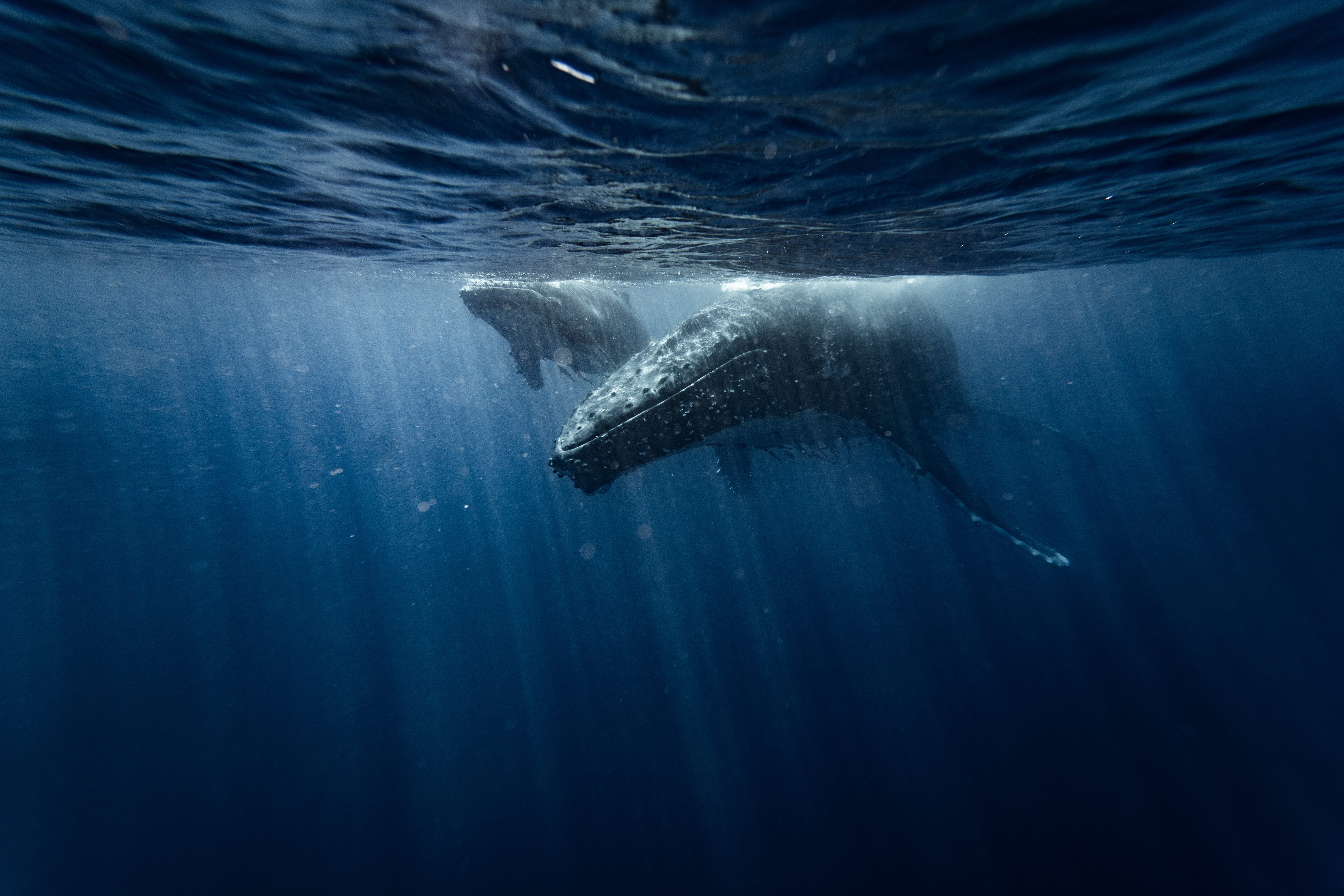 Diving in Mozambique - trip of   in  Mozambique