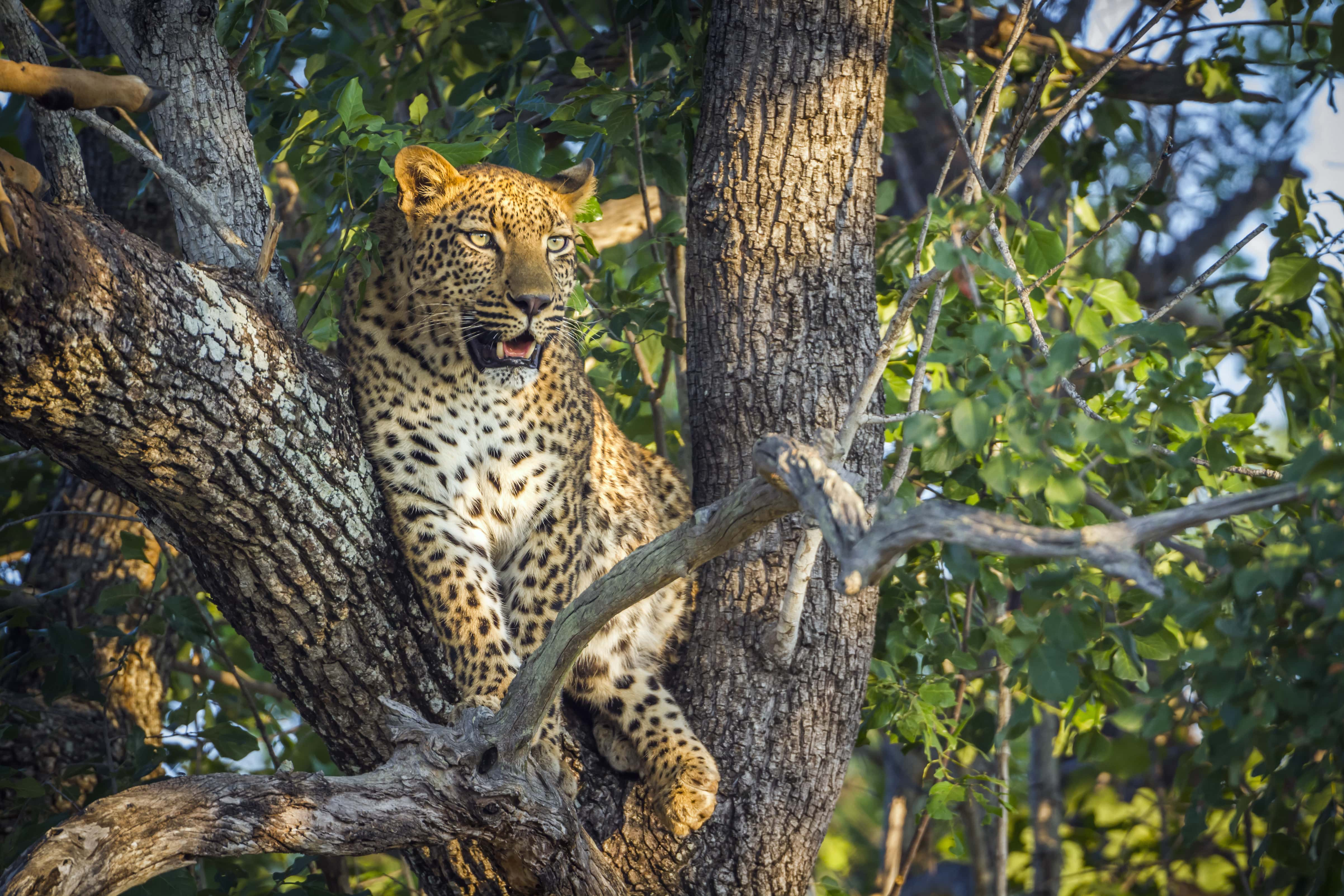 Mozambique y  Kruger