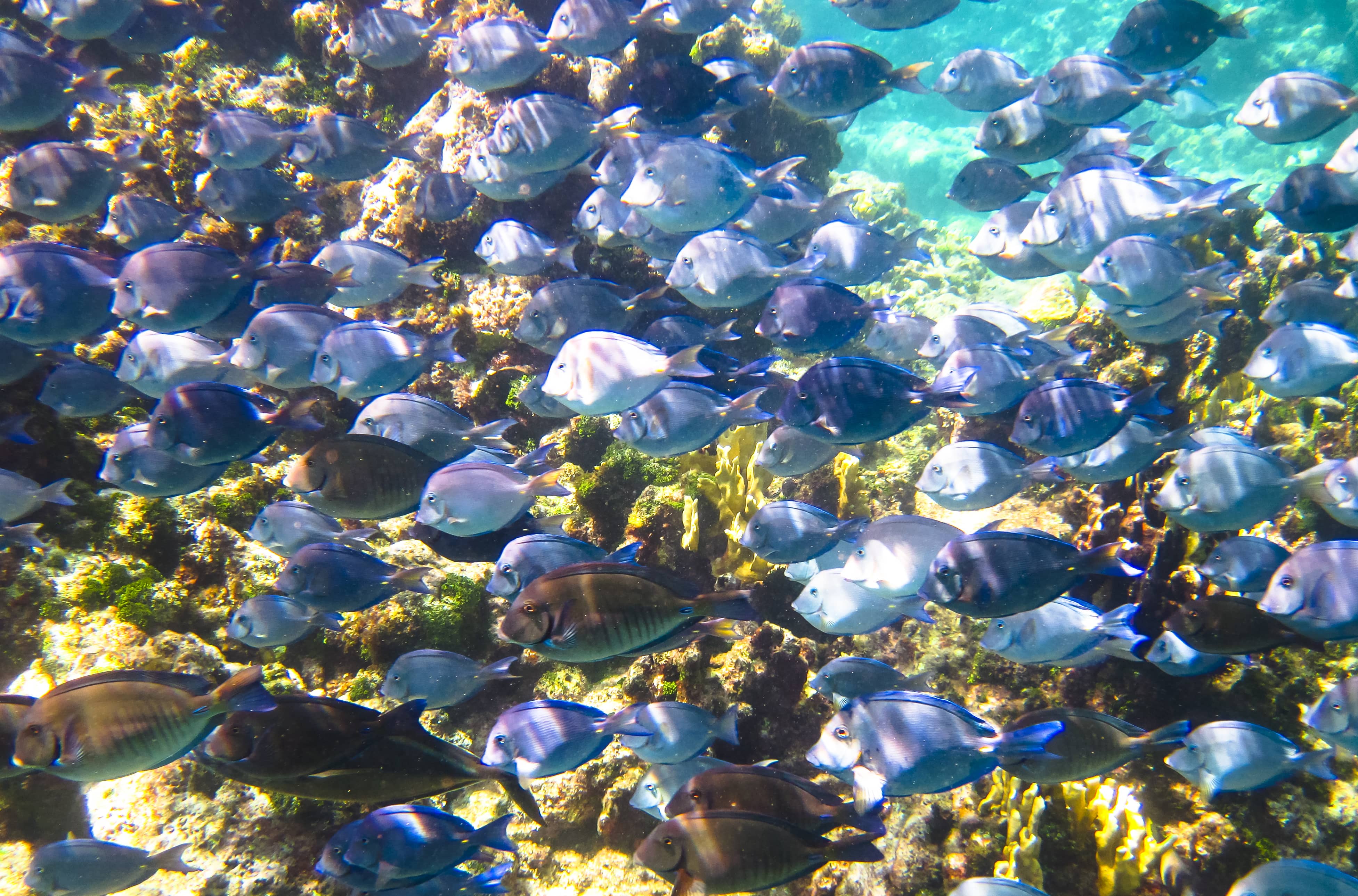 Buceo en cráteres y Caribe - viaje de   en  Nicaragua