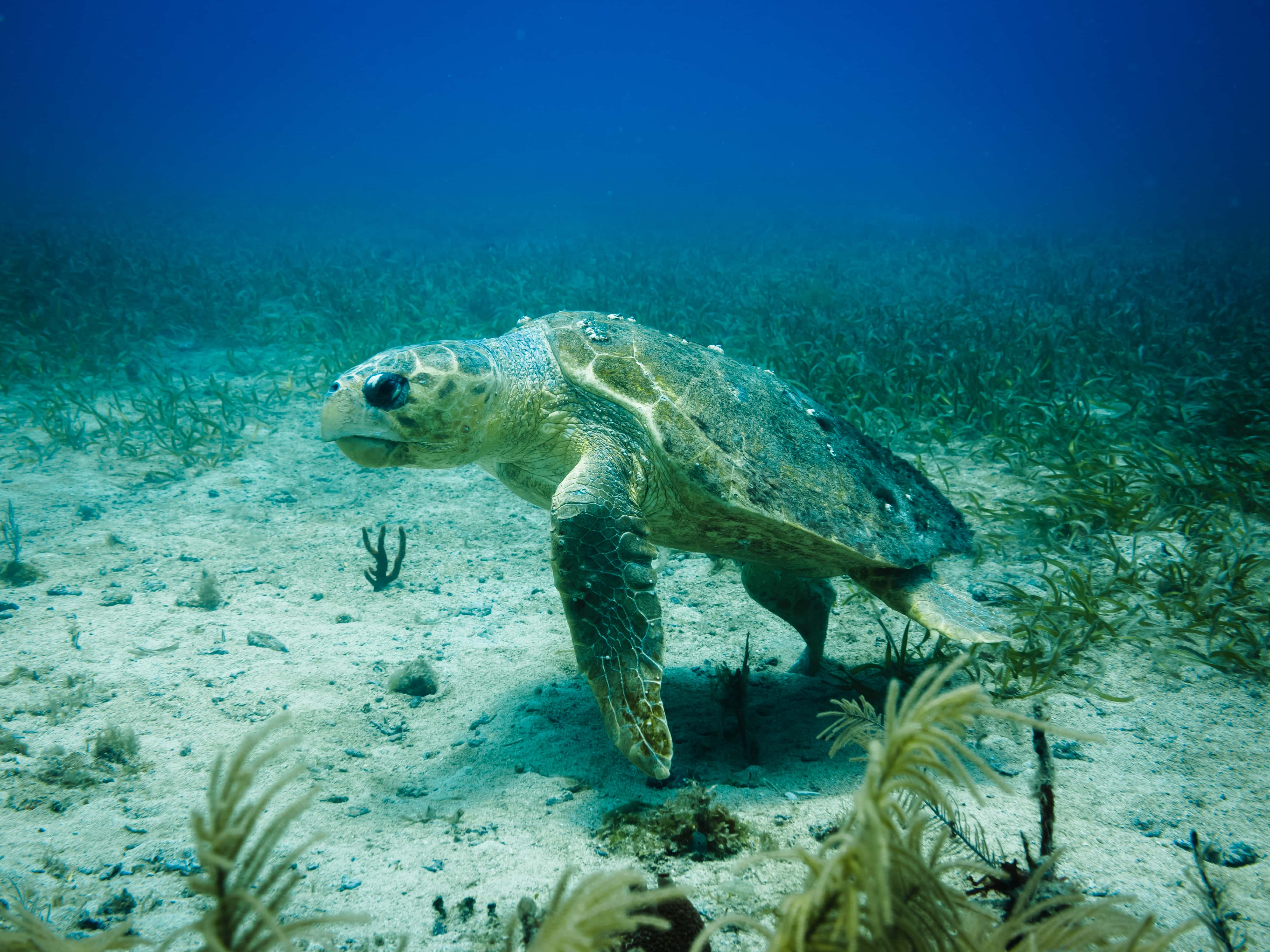 Buceo en Corn Island, Nicaragua - viaje de   en  Nicaragua