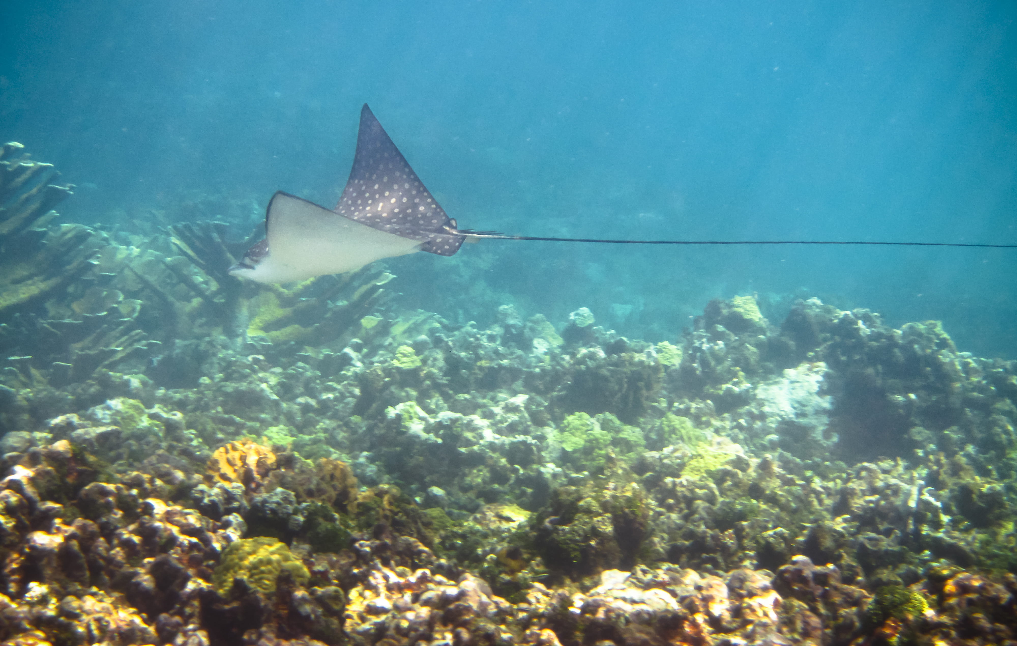 Buceo en Corn Island, Nicaragua - viaje de   en  Nicaragua