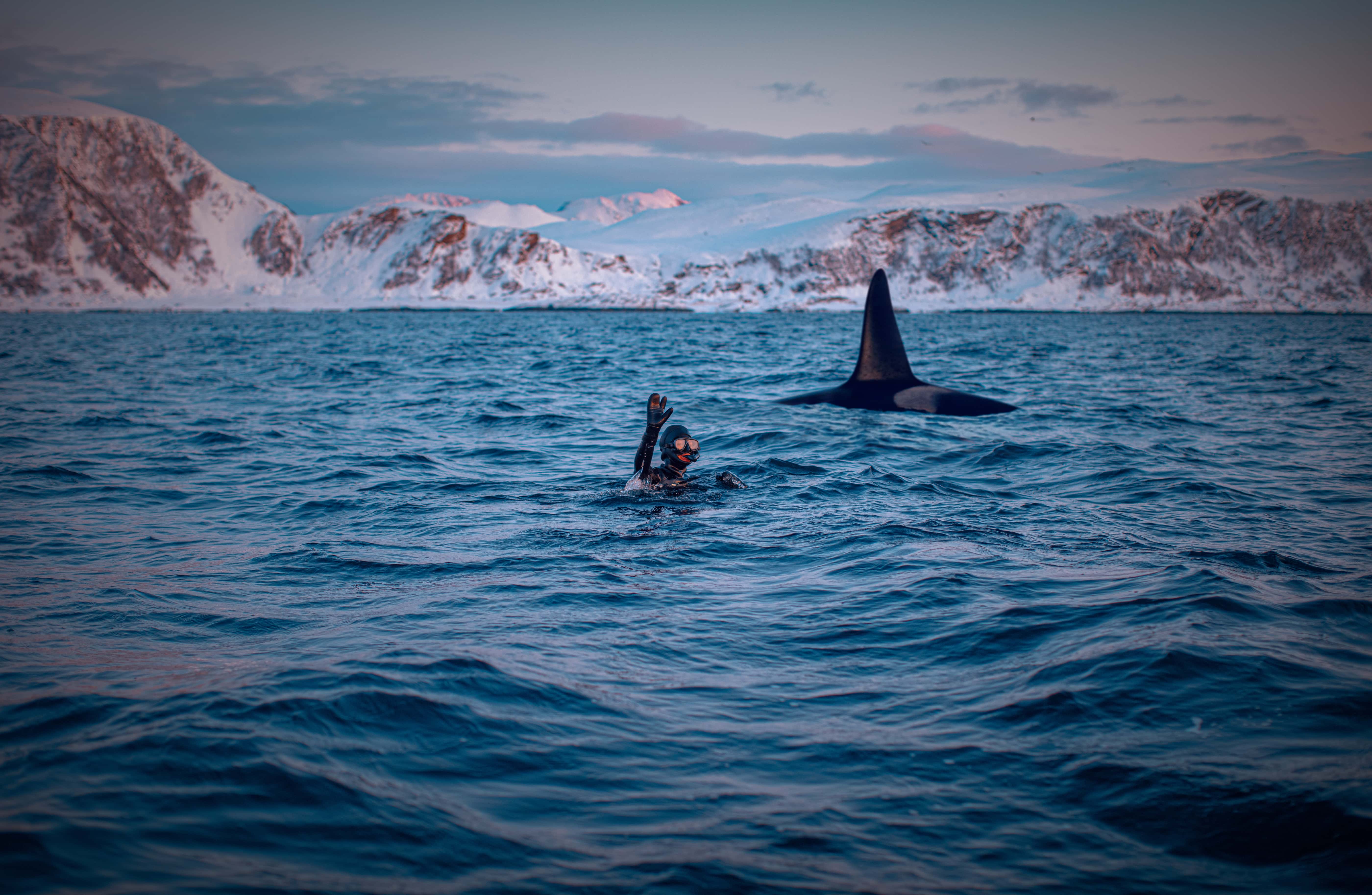 Orca Expedition Trip - viaje de   en  Noruega