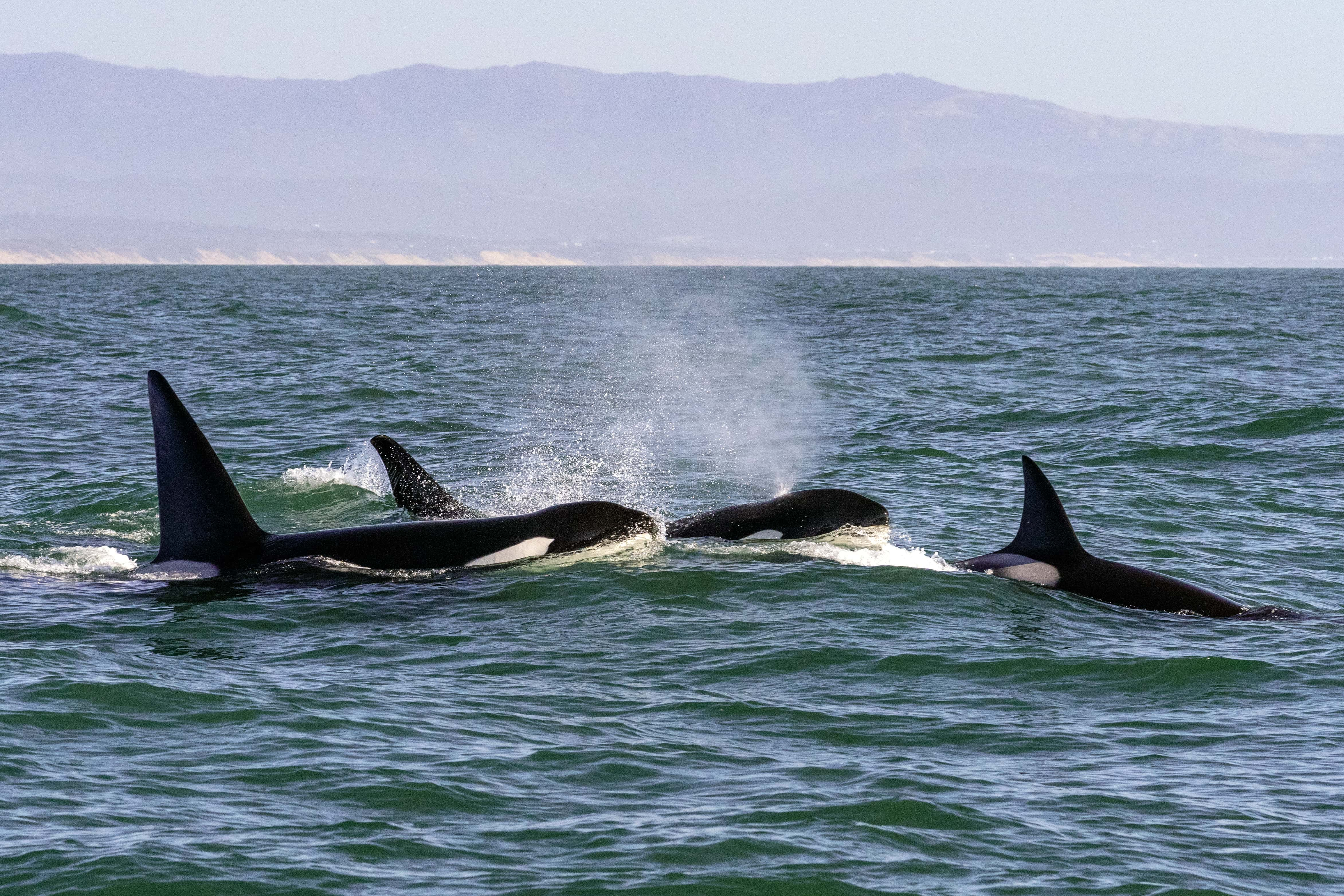 Orca Expedition Trip - trip of   in  Norway