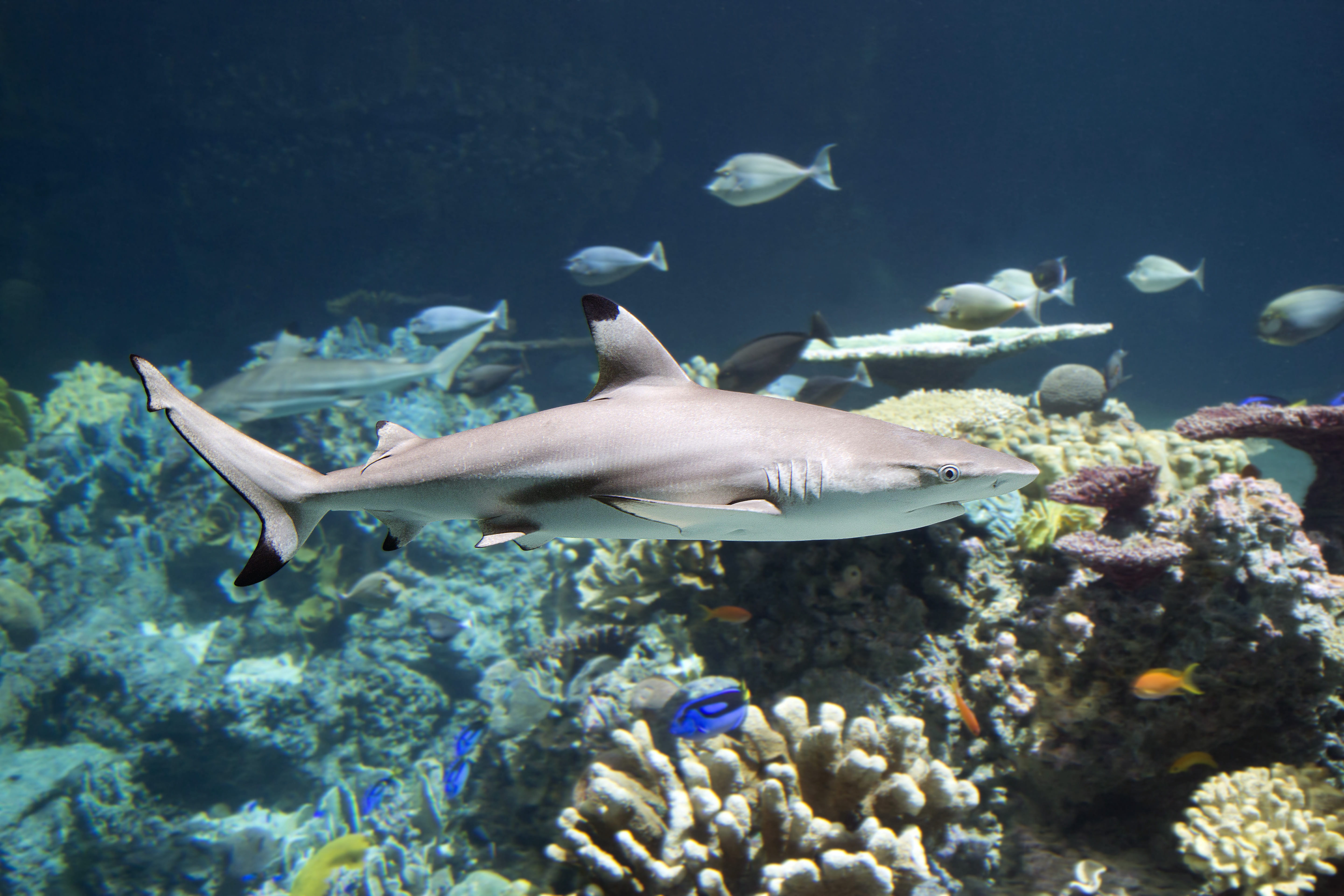 Diving in Coiba