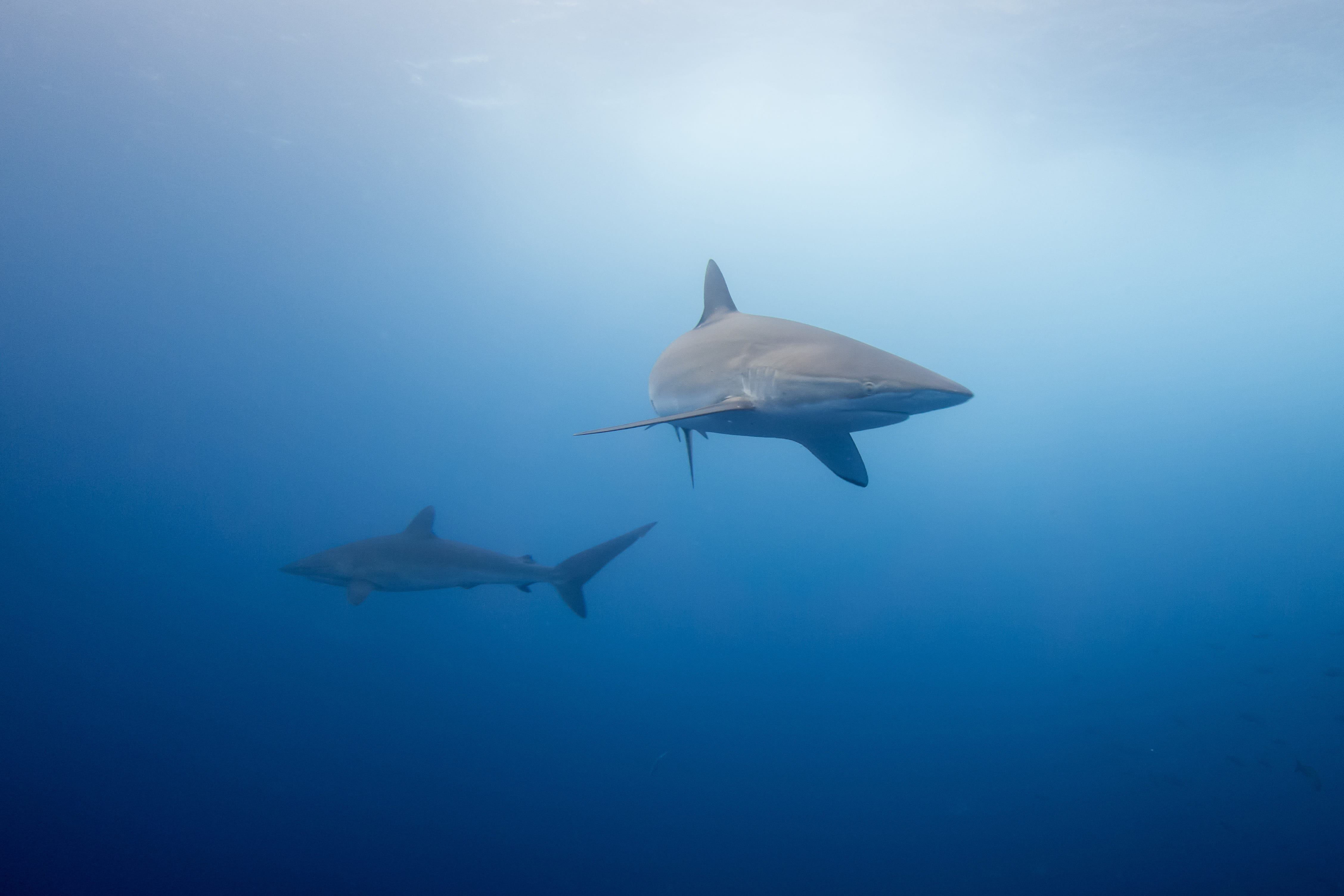 Diving in Coiba - trip of   in  Panama