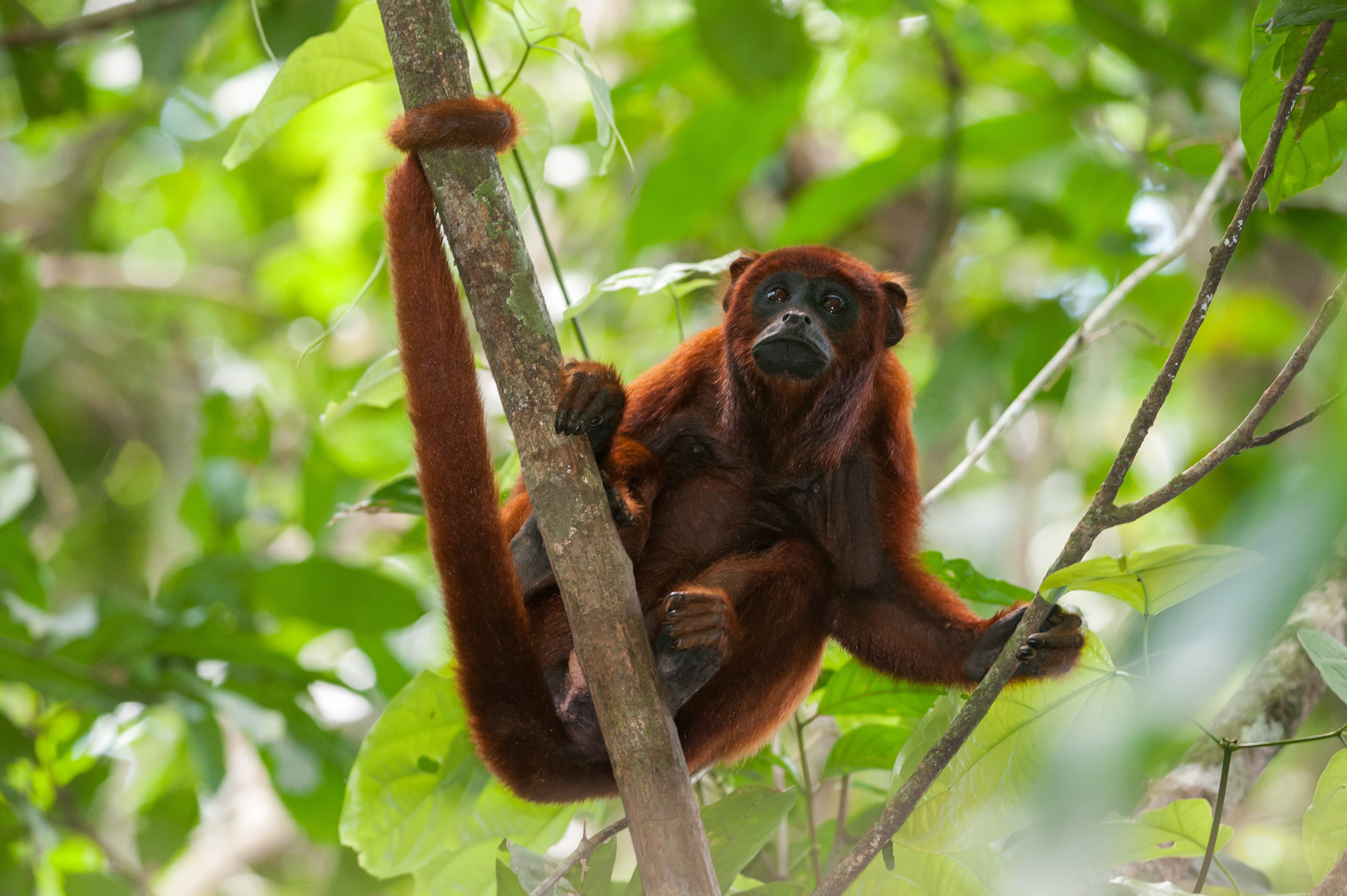 Amazon jungle - trip of   in  Peru