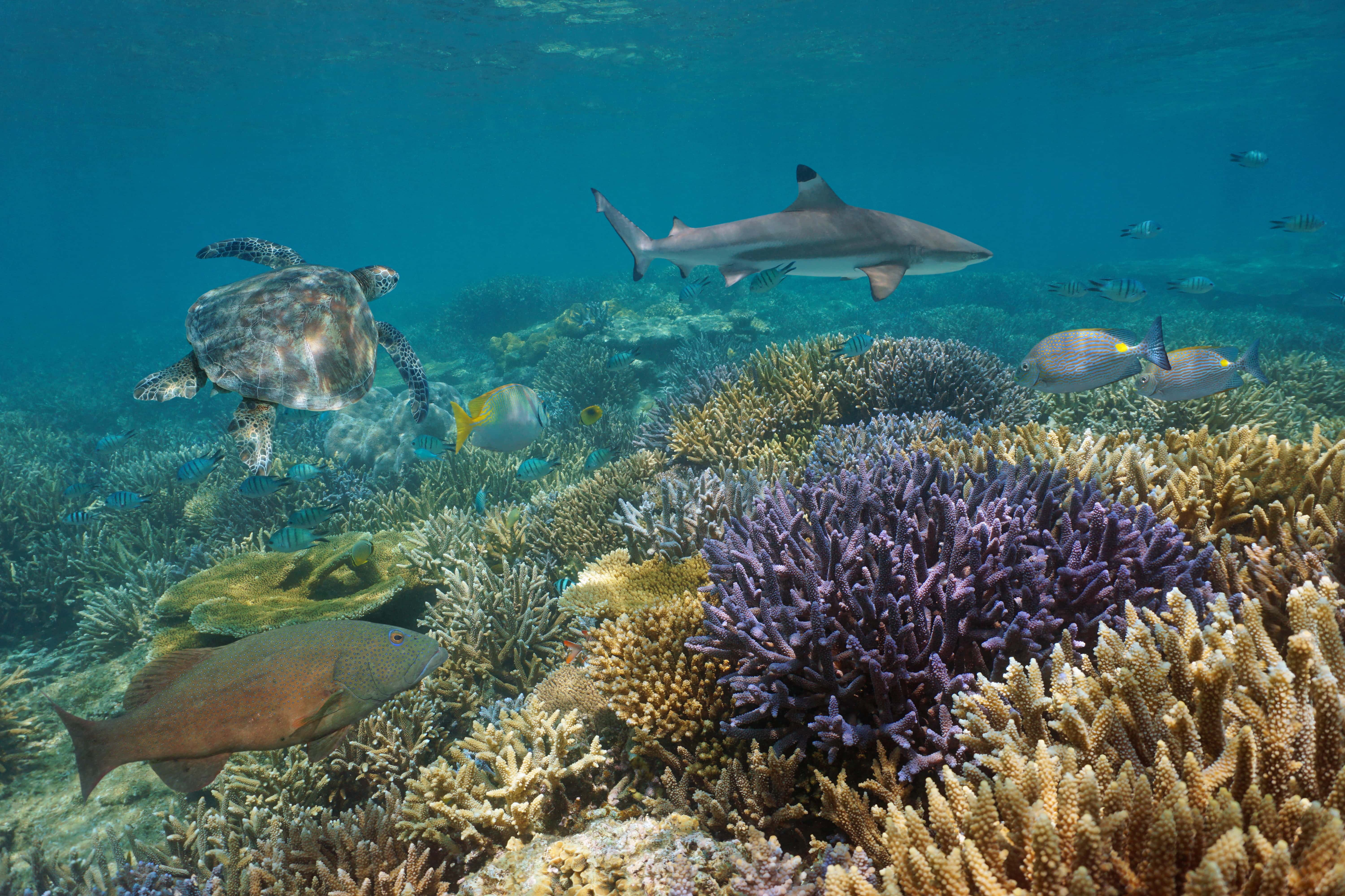 Liveaboard French Polynesia - trip of   in  French Polynesia